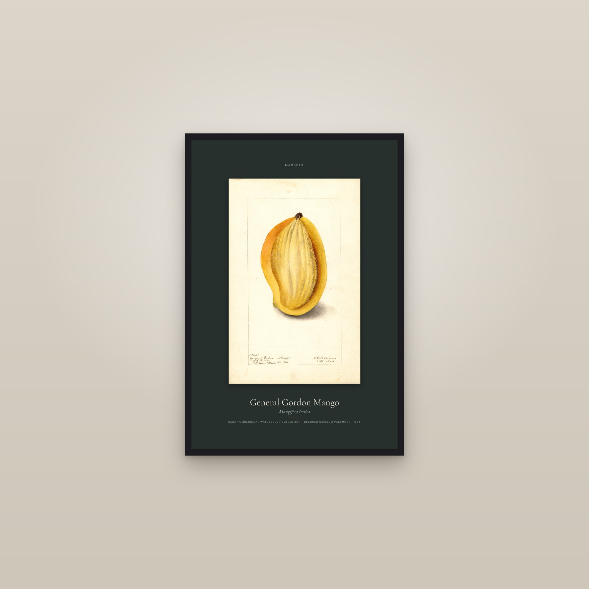 General Gordon Mango — Specimen — framed in a gallery setting