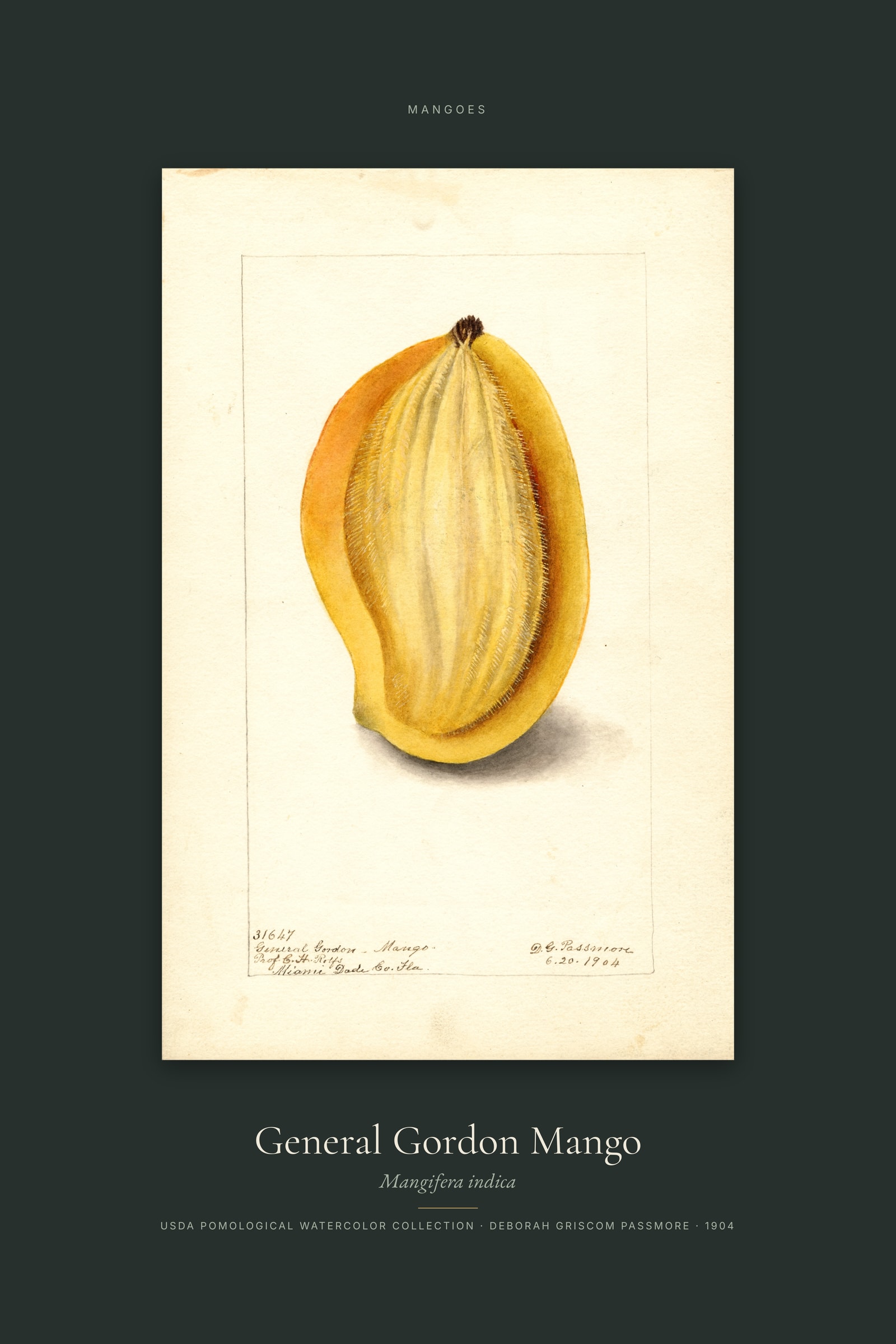 General Gordon Mango — Specimen