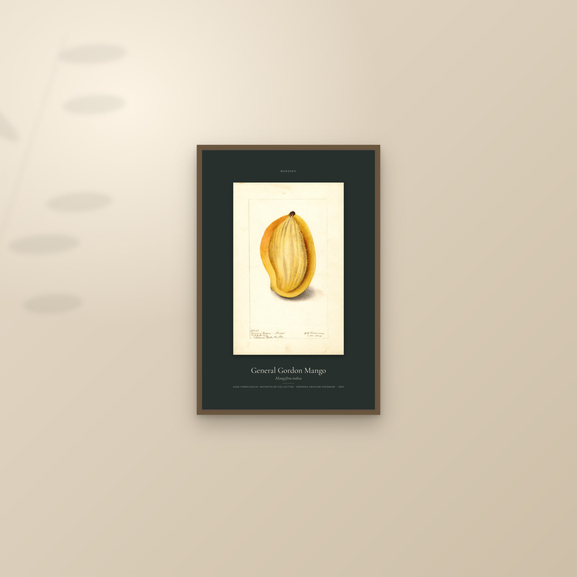 General Gordon Mango — Specimen — framed and styled on a sunlit wall