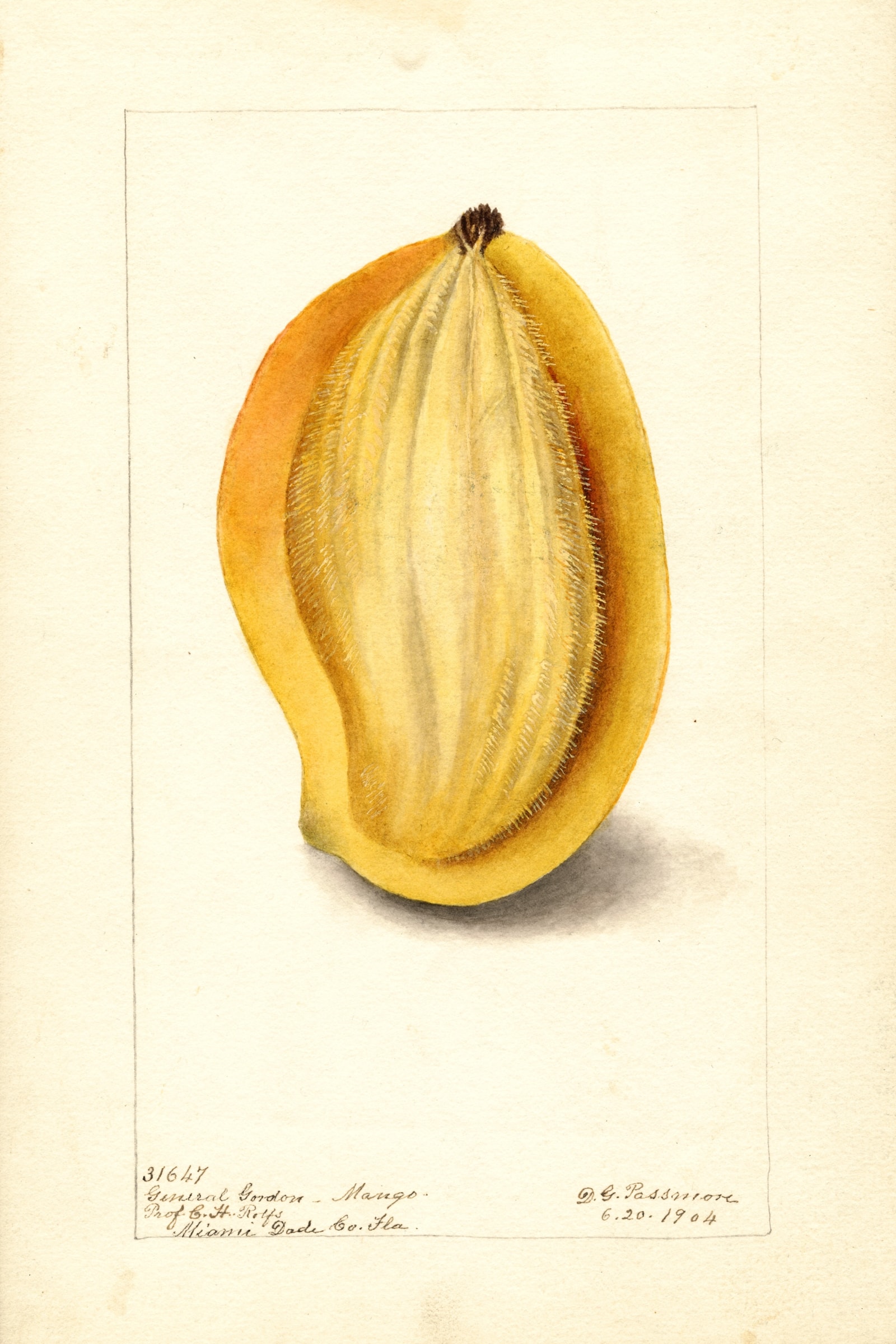 General Gordon Mango