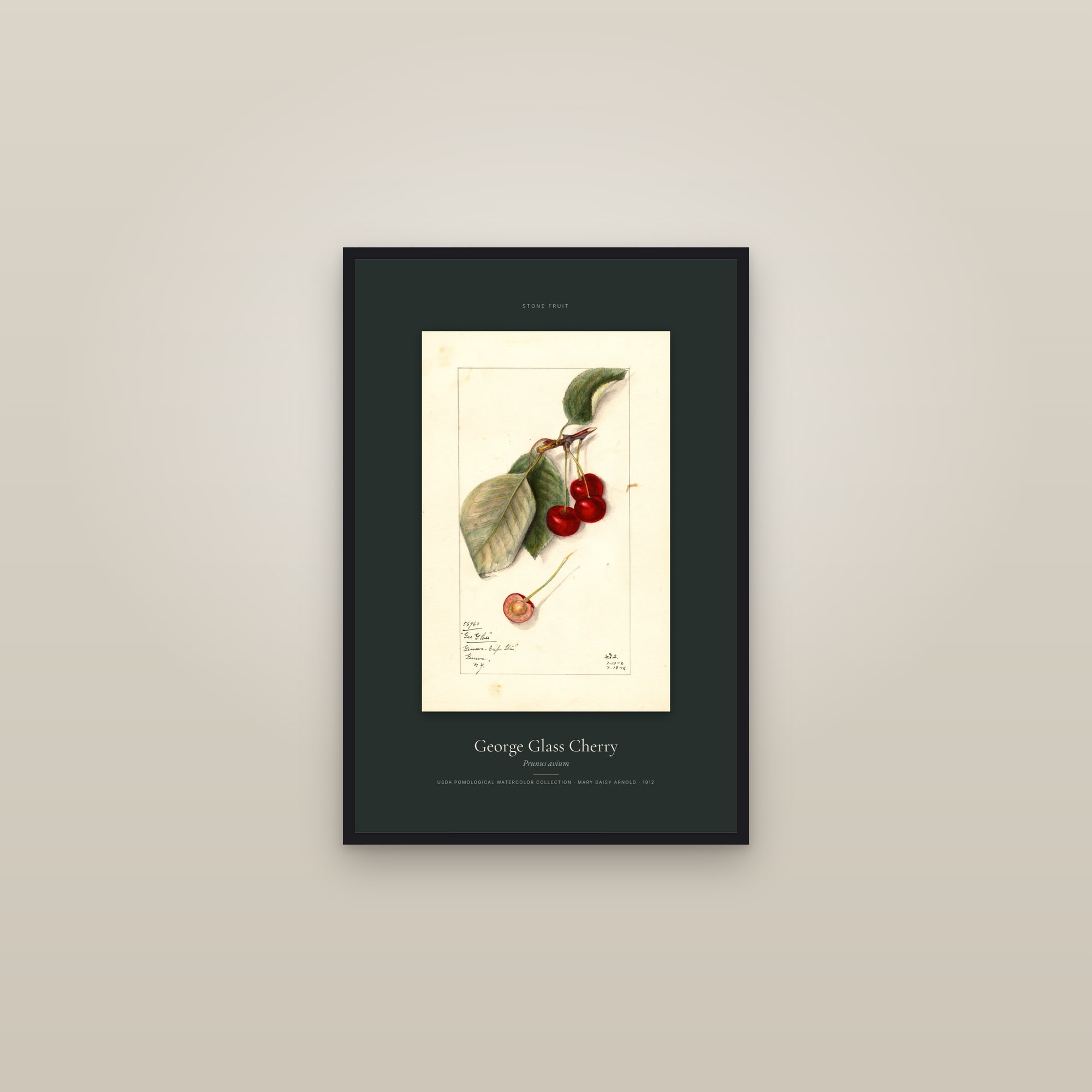 George Glass Cherry — Specimen — framed in a gallery setting