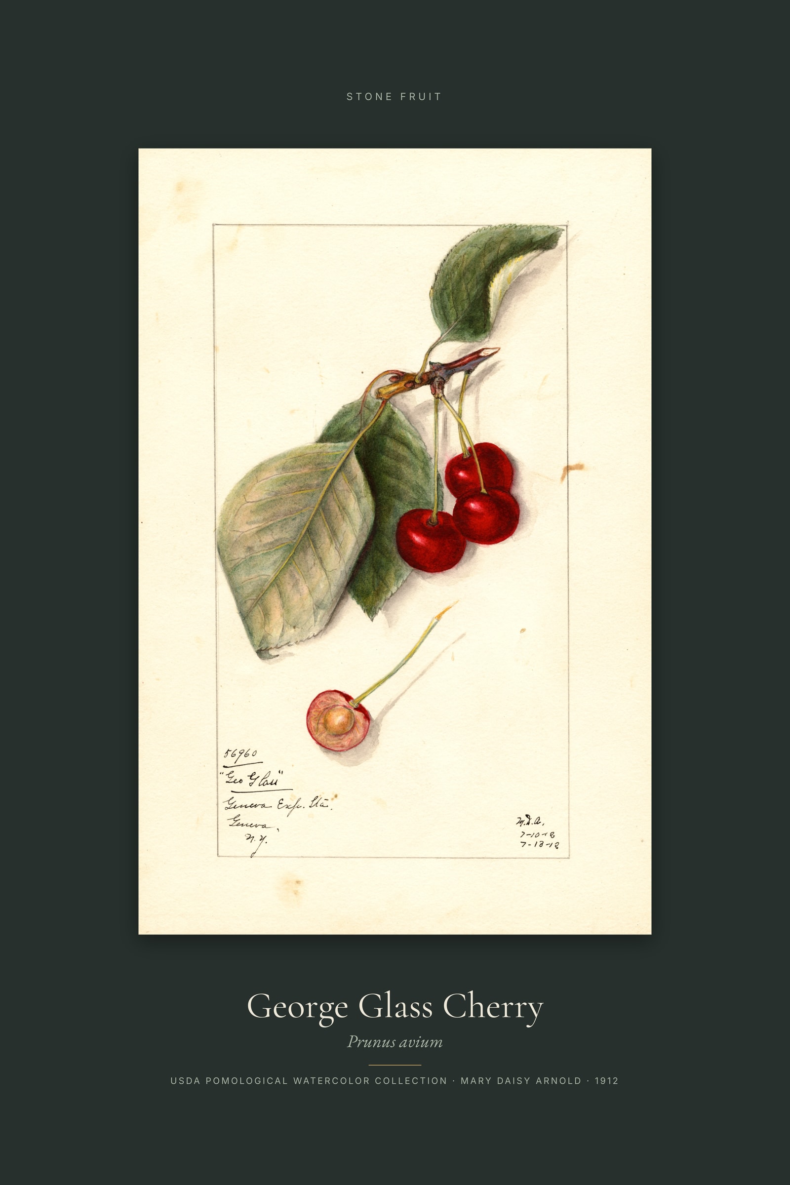 George Glass Cherry — Specimen