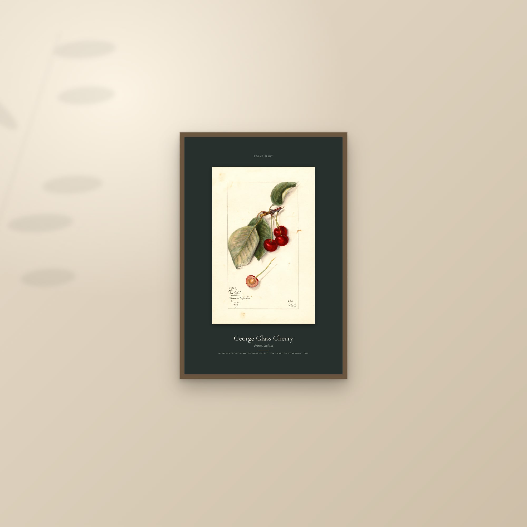George Glass Cherry — Specimen — framed and styled on a sunlit wall