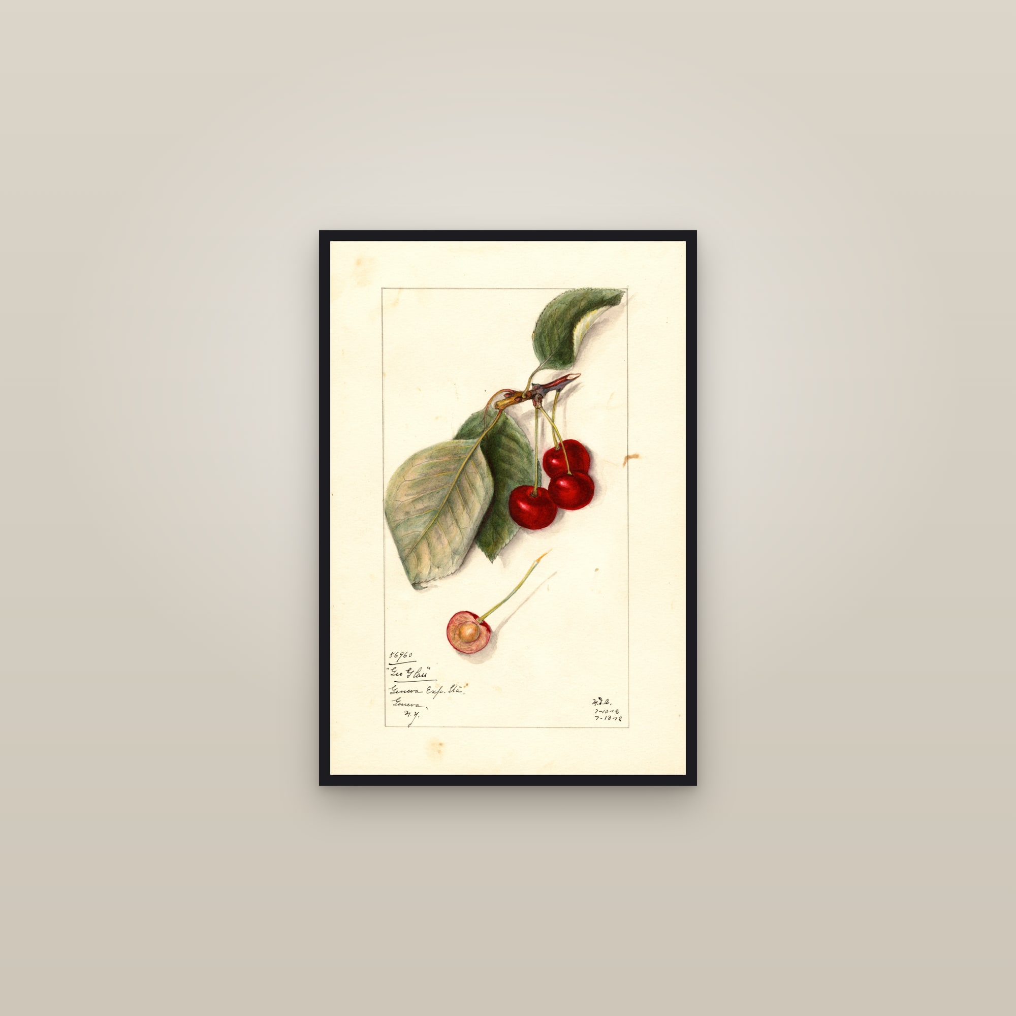 George Glass Cherry — framed in a gallery setting