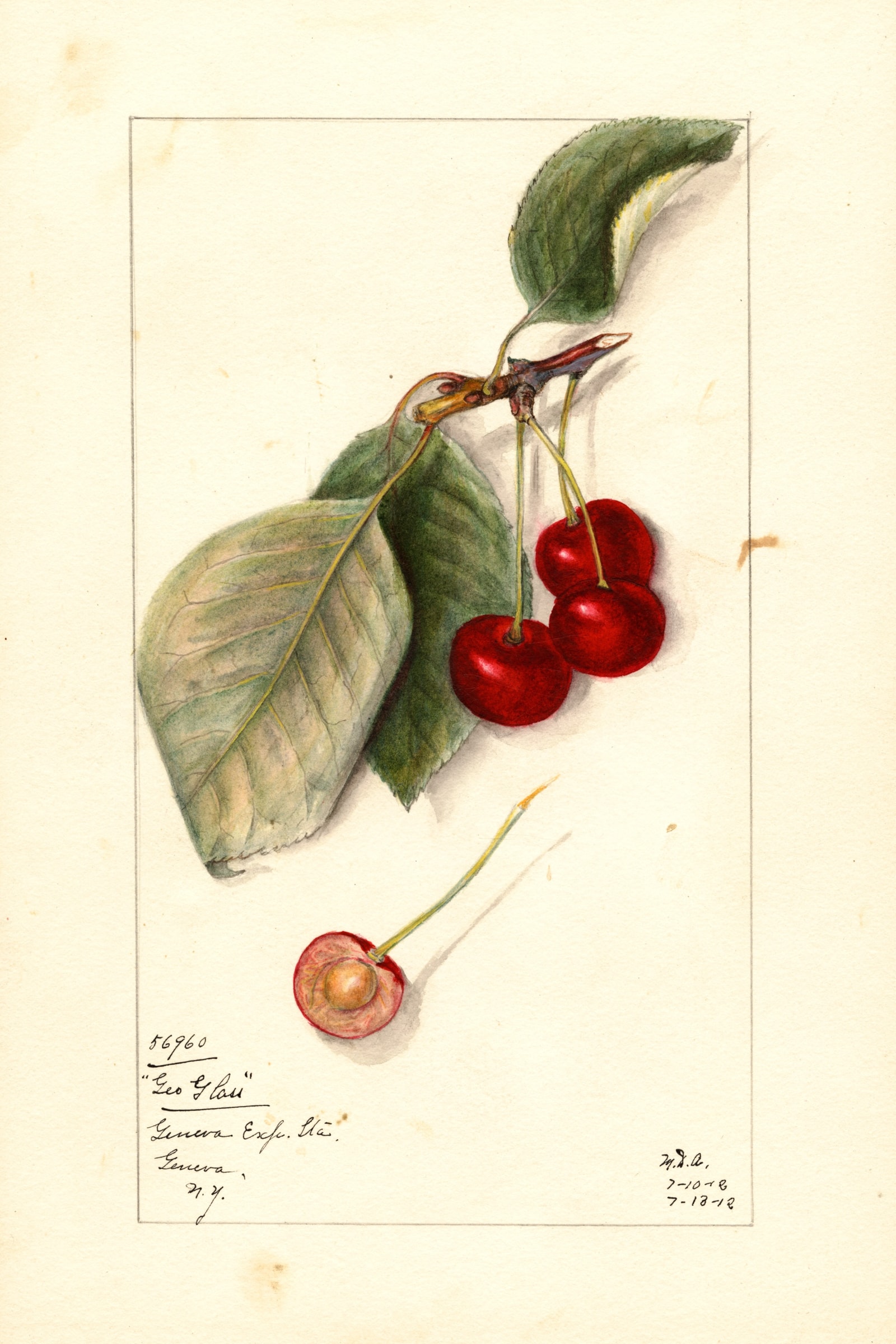 George Glass Cherry