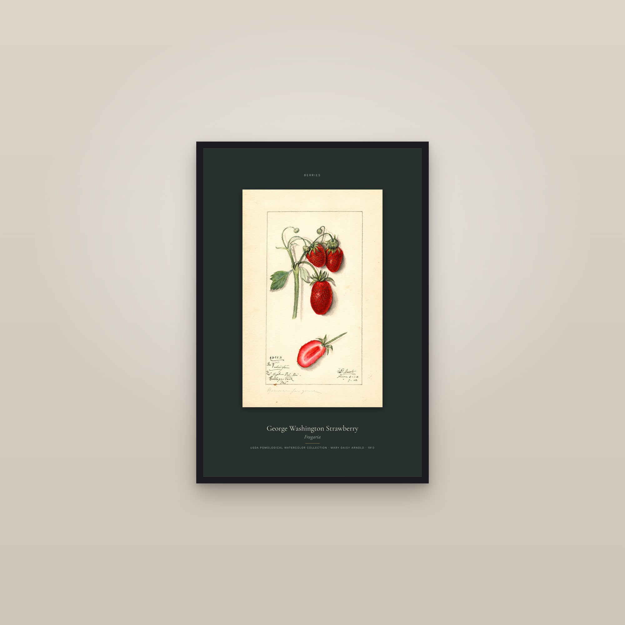 George Washington Strawberry — Specimen — framed in a gallery setting