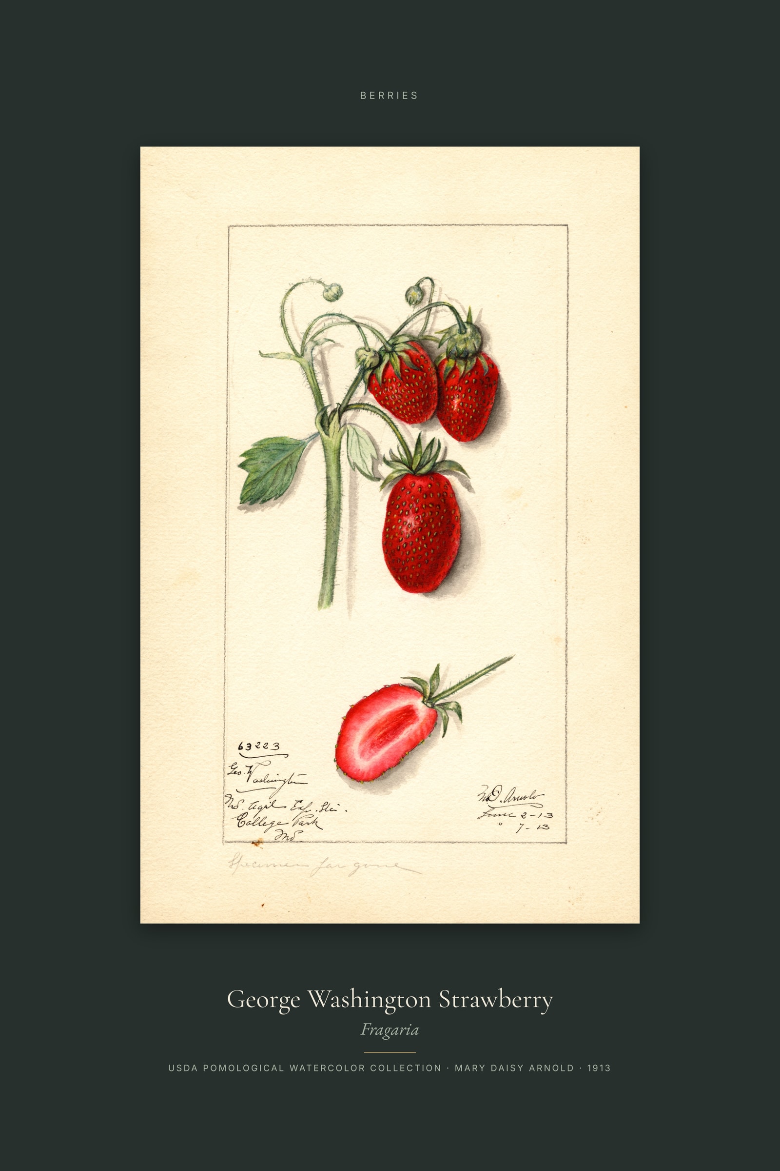 George Washington Strawberry — Specimen