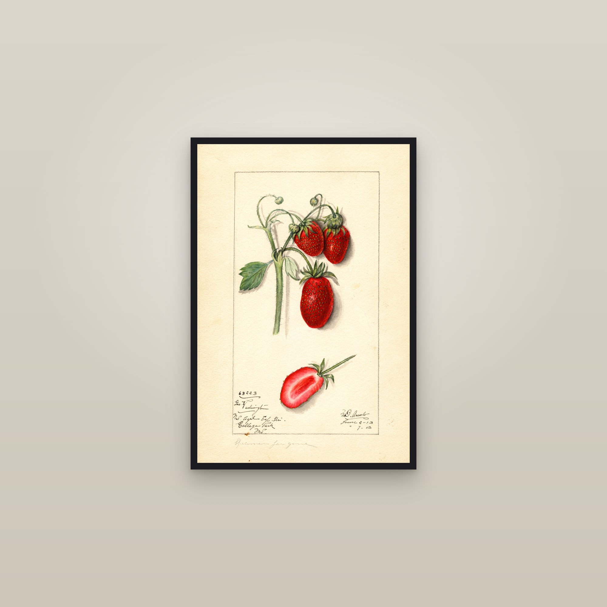 George Washington Strawberry — framed in a gallery setting