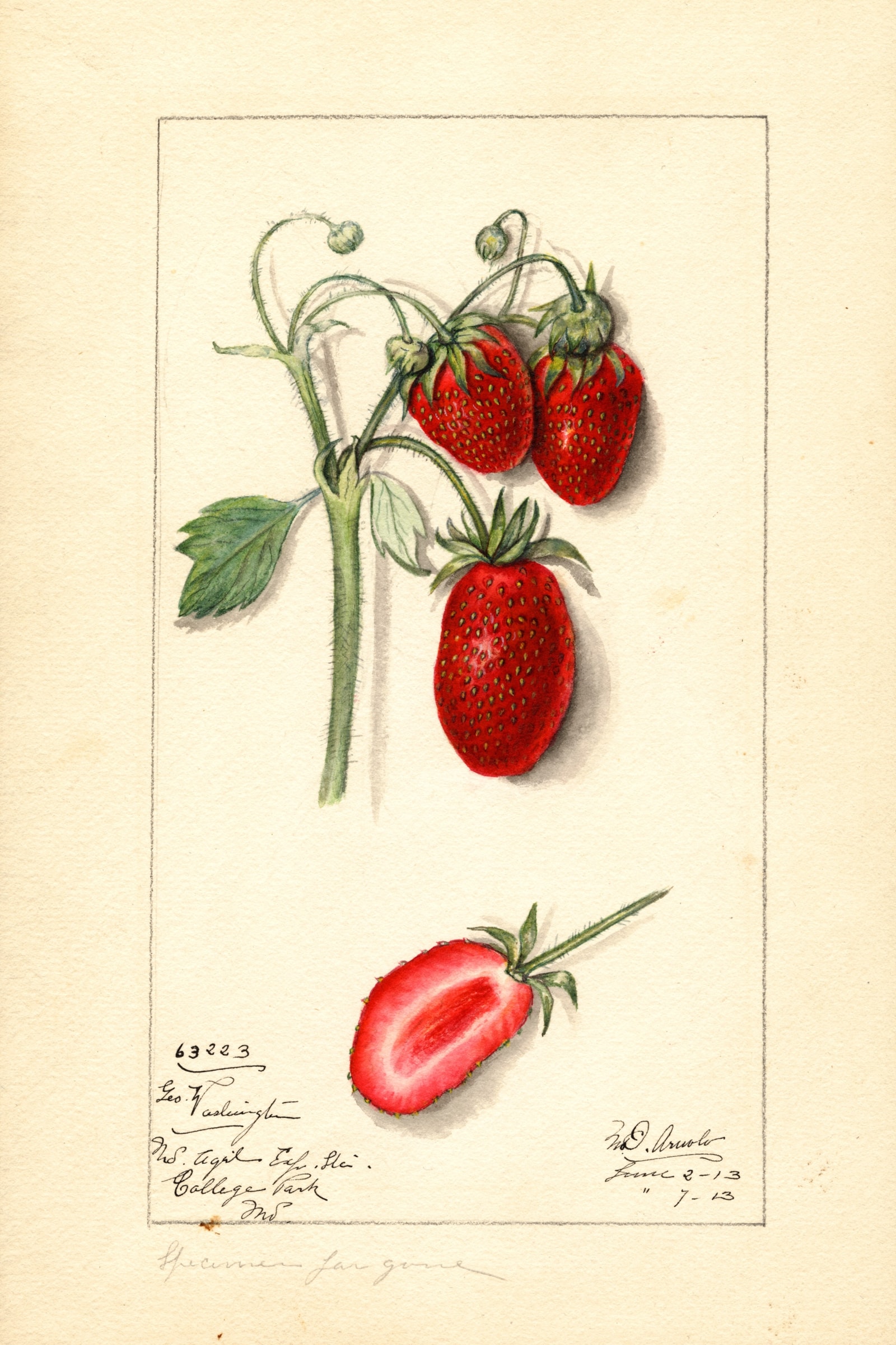 George Washington Strawberry