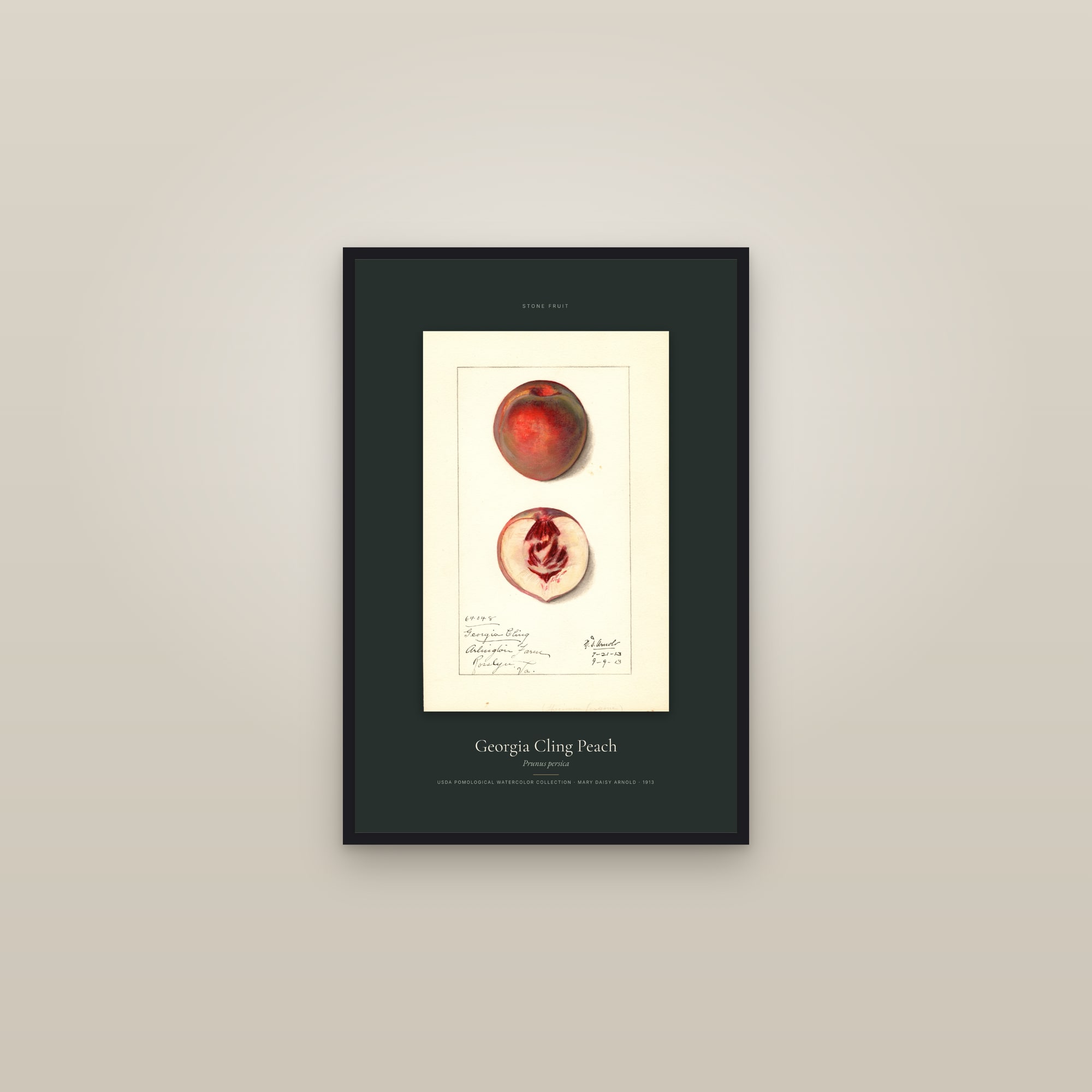 Georgia Cling Peach — Specimen — framed in a gallery setting