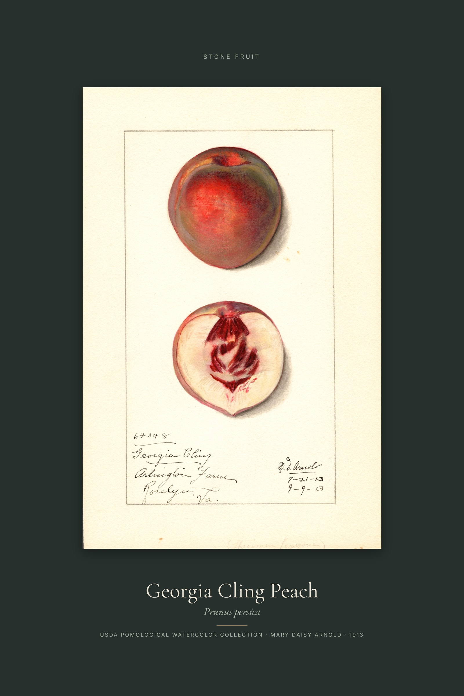 Georgia Cling Peach — Specimen
