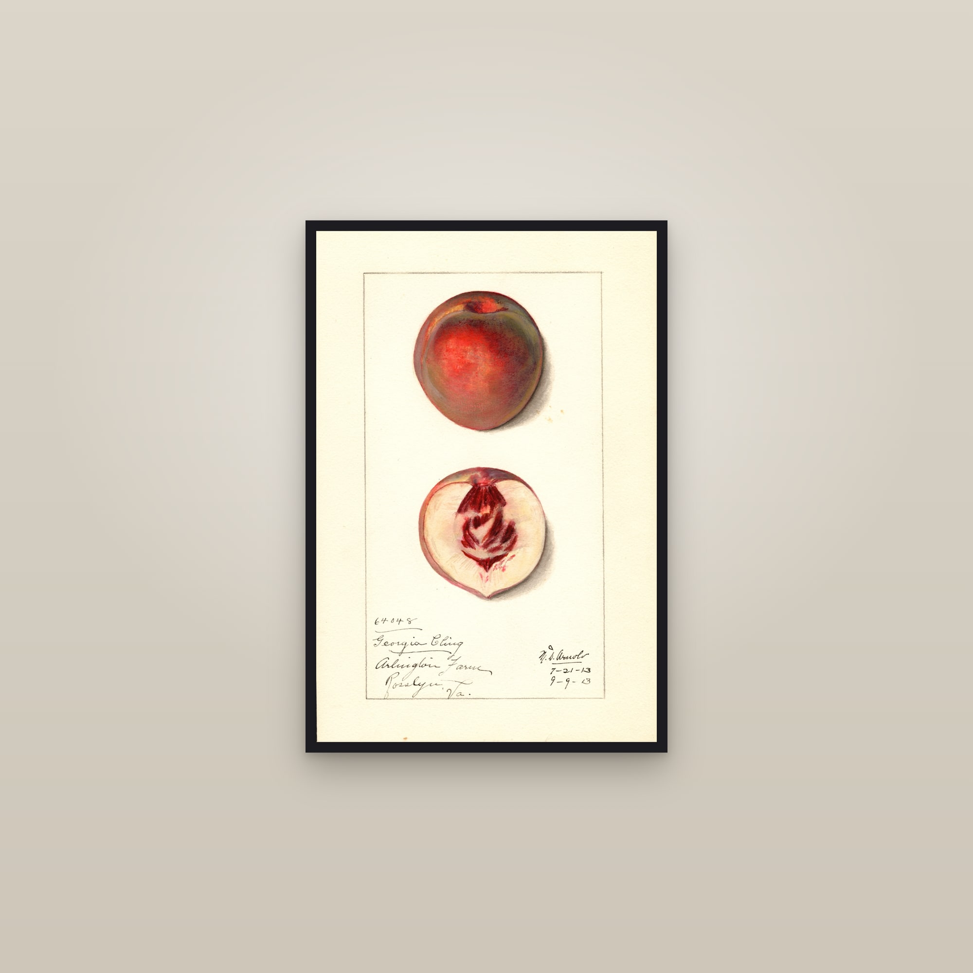 Georgia Cling Peach — framed in a gallery setting