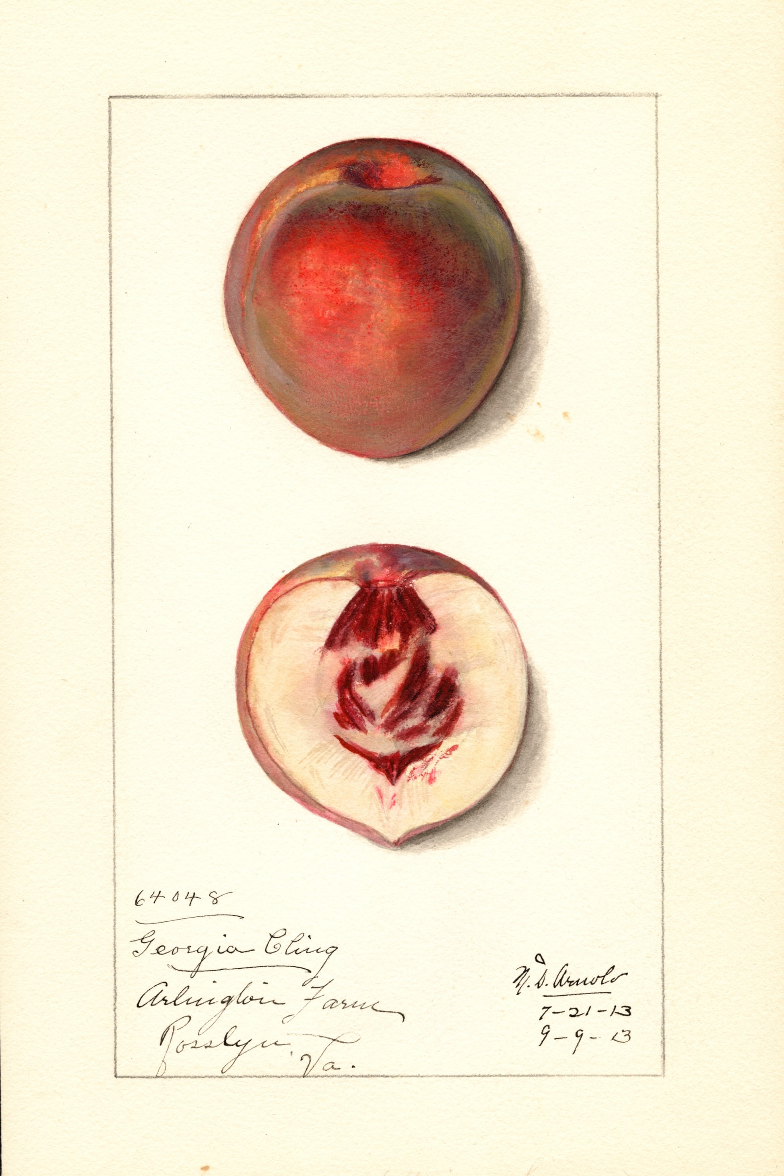 Georgia Cling Peach