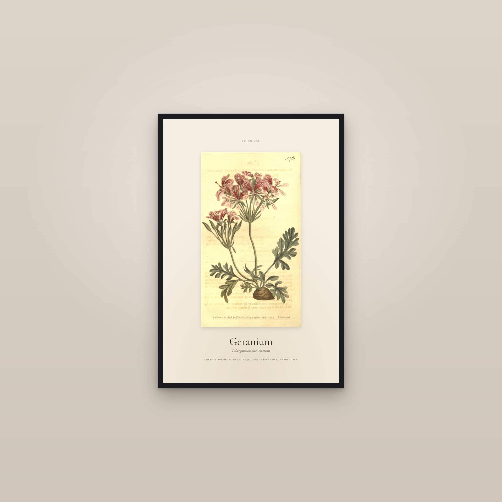 Geranium — Specimen — framed in a gallery setting
