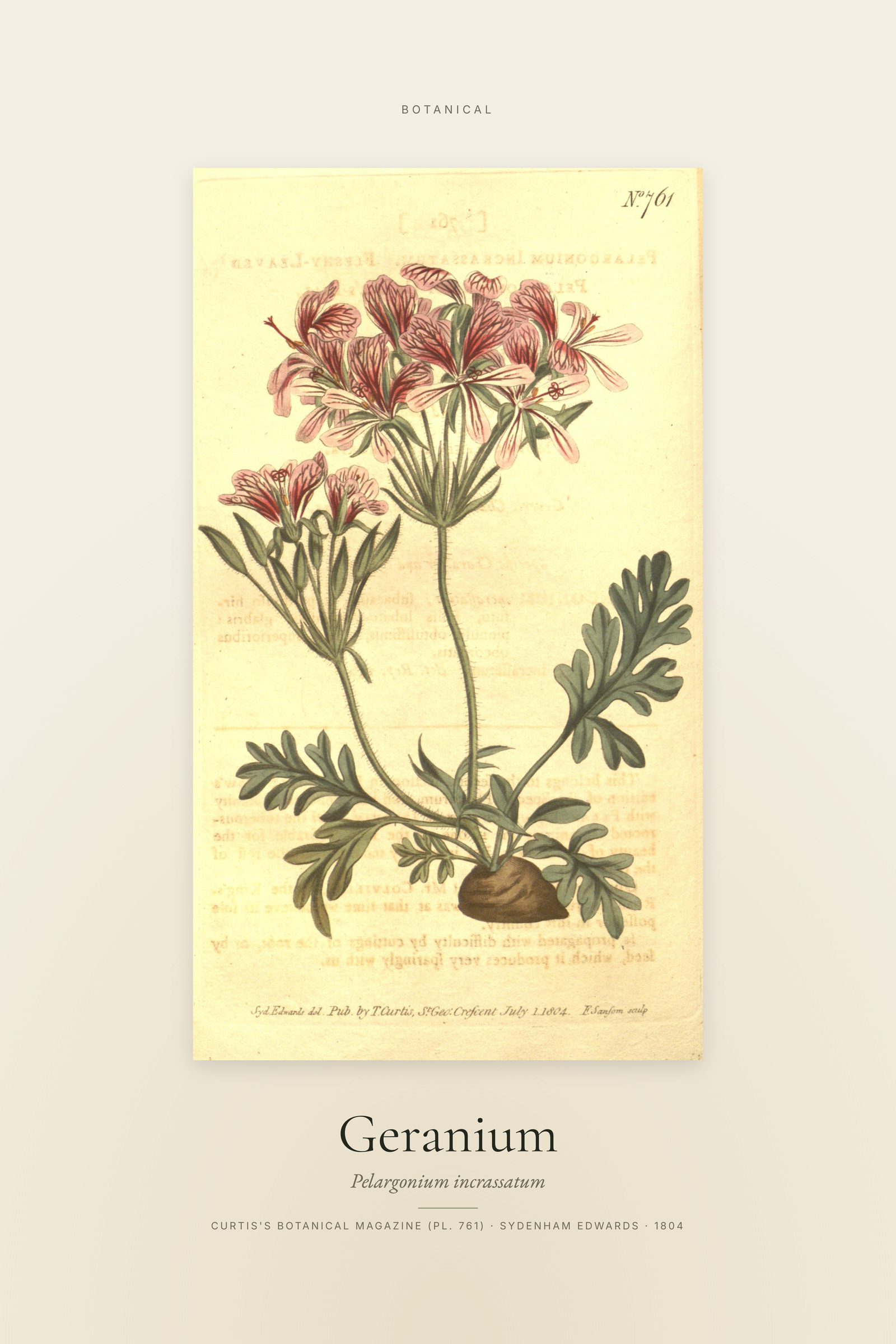 Geranium — Specimen