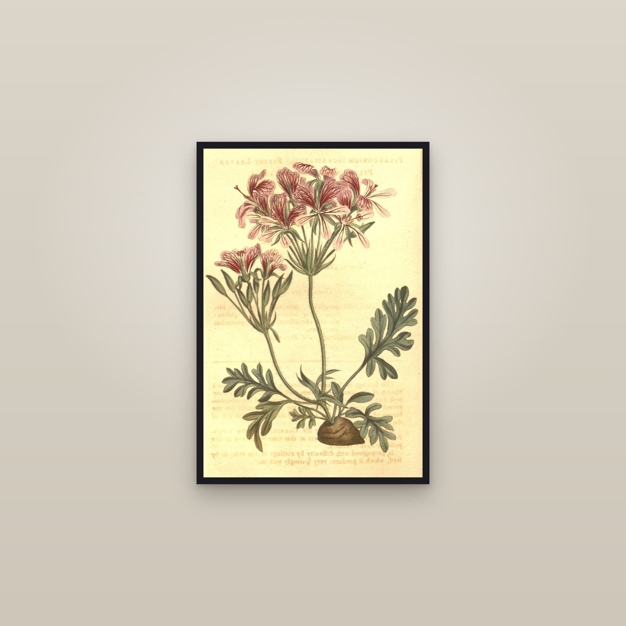 Geranium — framed in a gallery setting