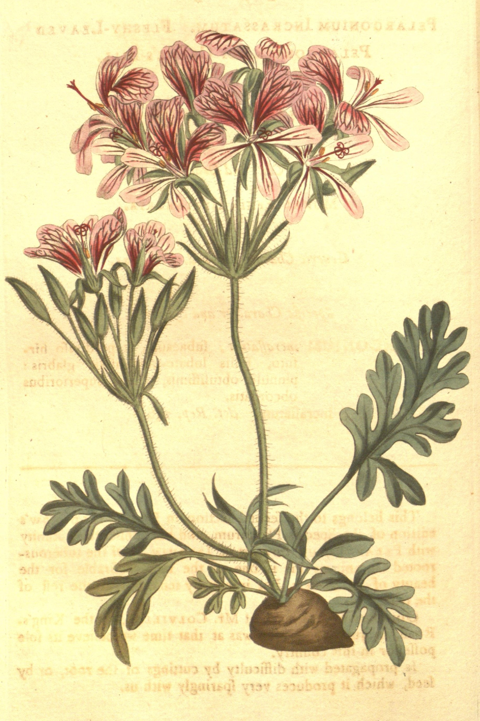 Geranium