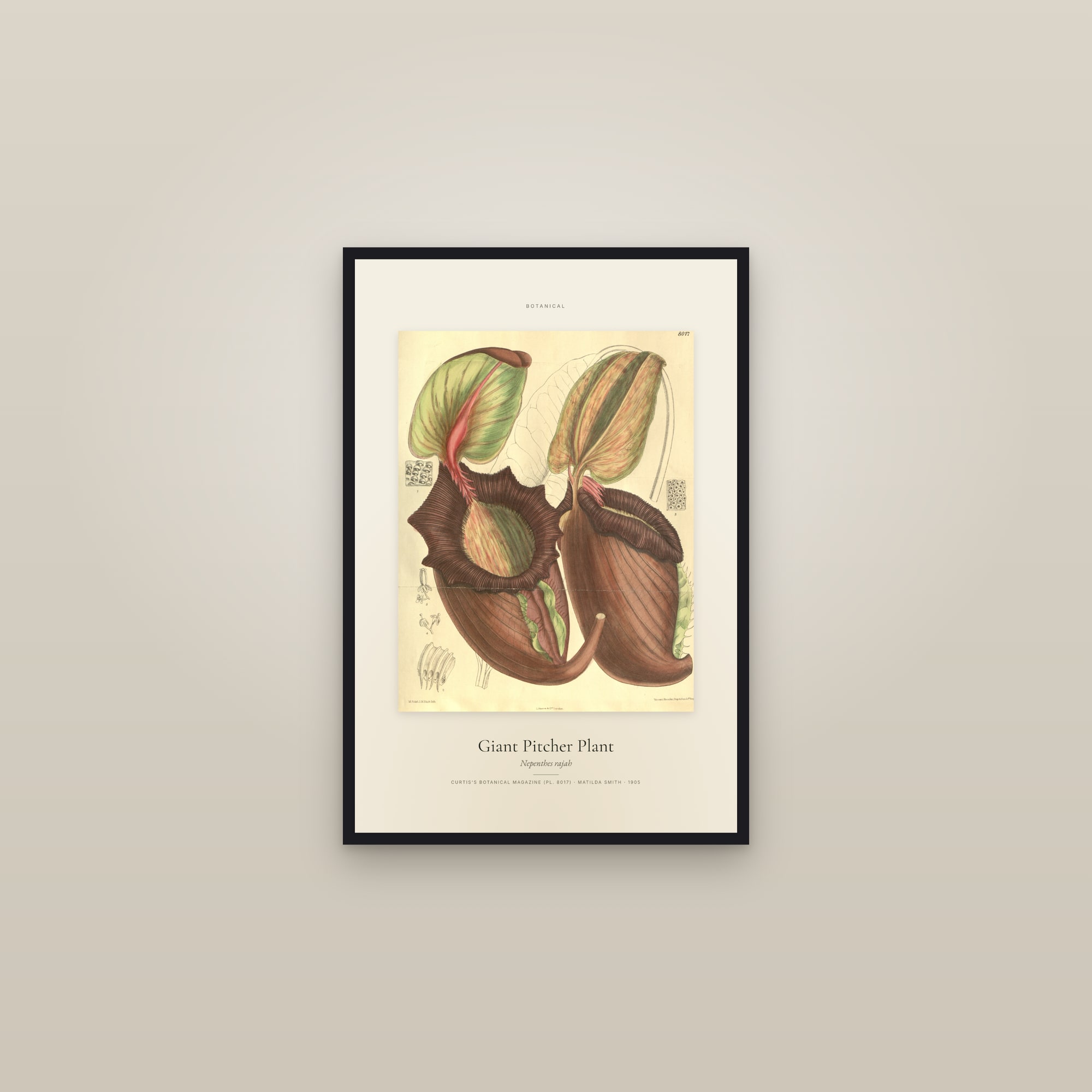 Giant Pitcher Plant — Specimen — framed in a gallery setting