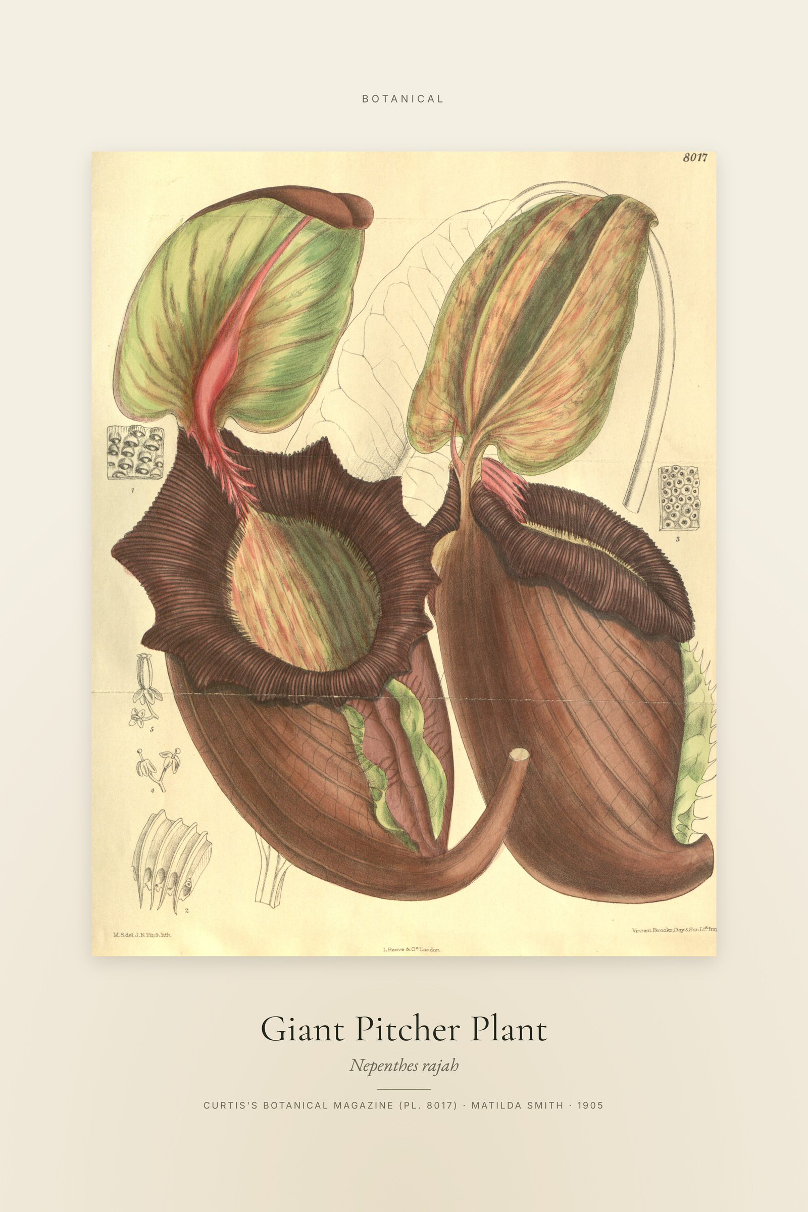 Giant Pitcher Plant — Specimen