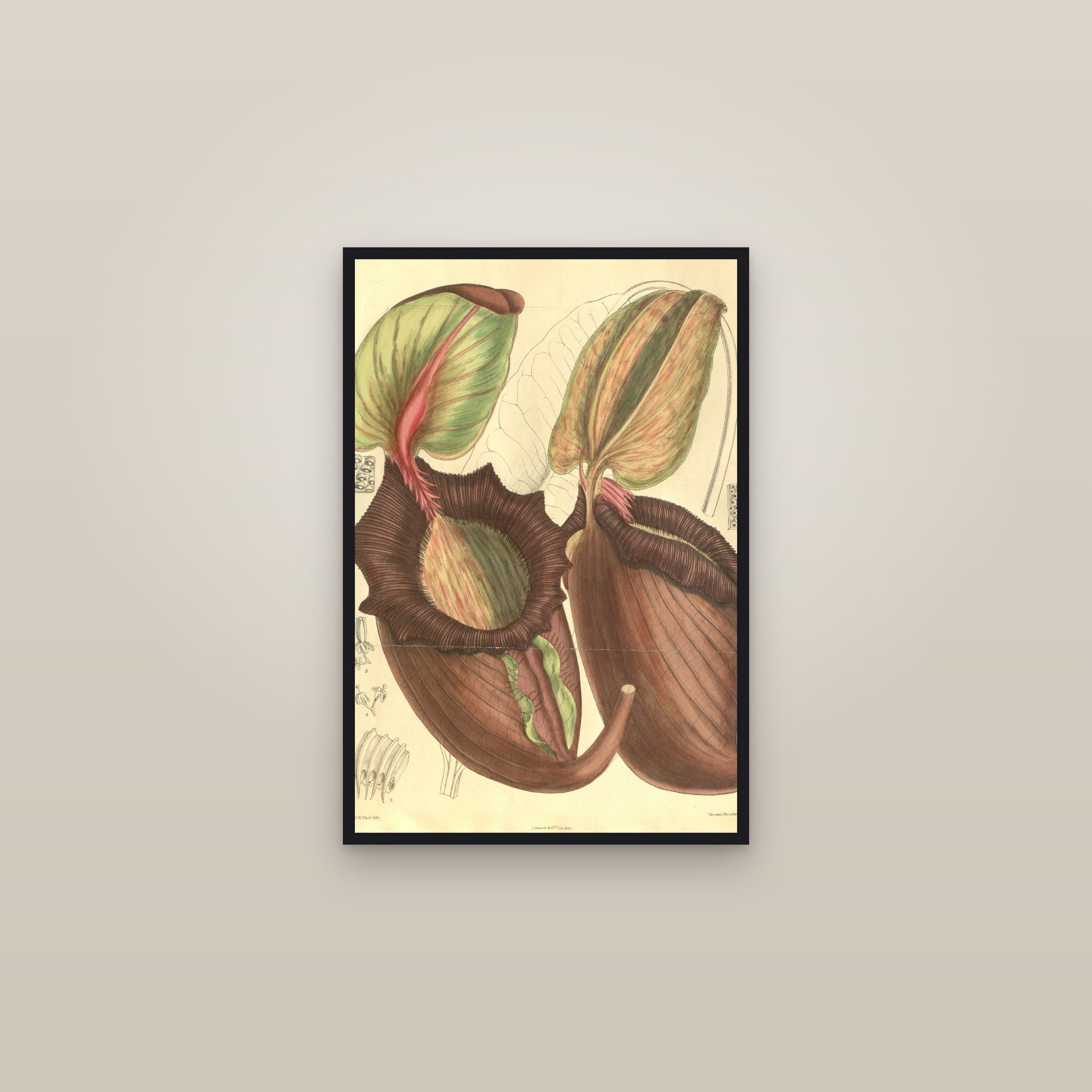 Giant Pitcher Plant — framed in a gallery setting