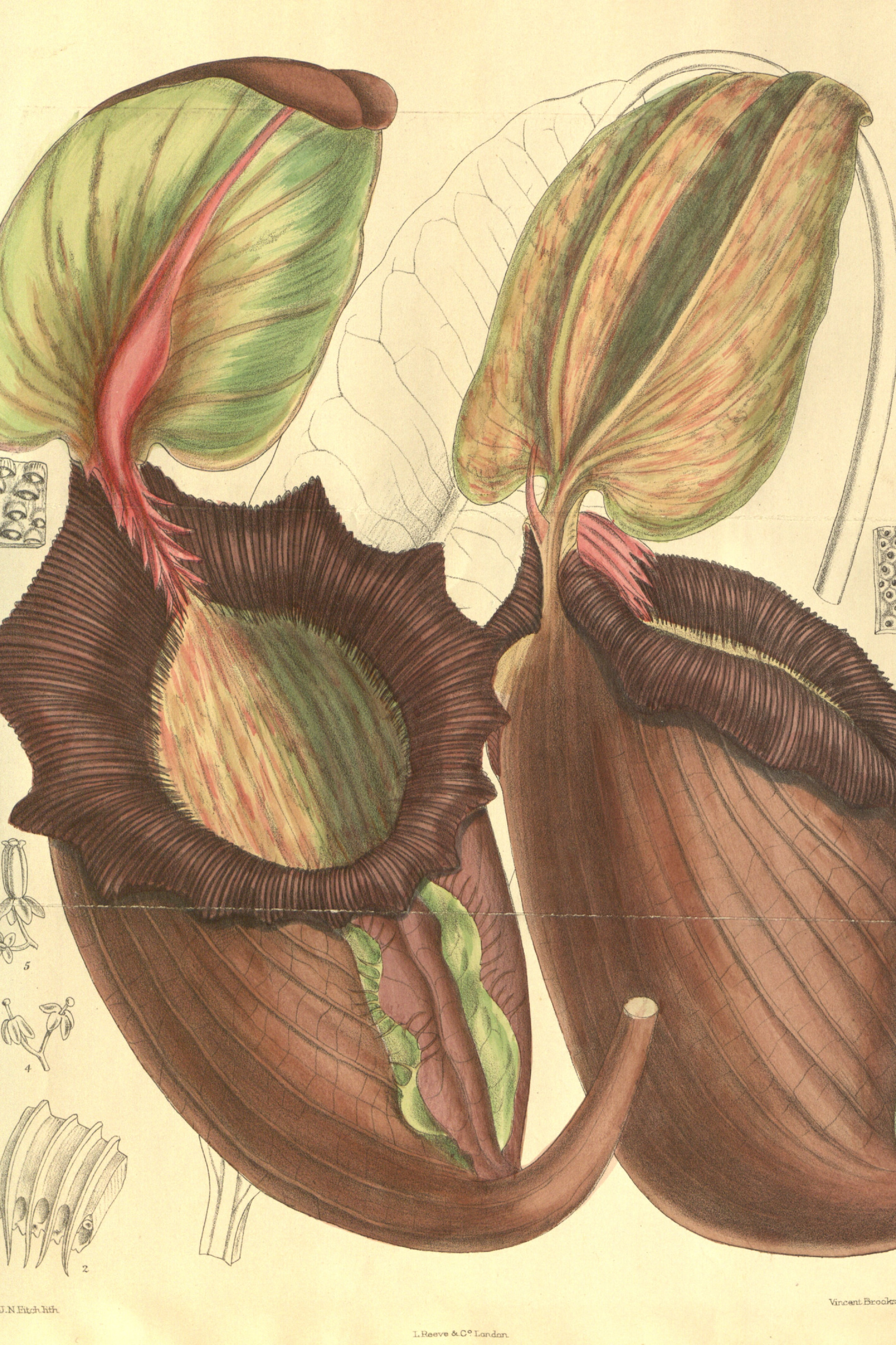 Giant Pitcher Plant