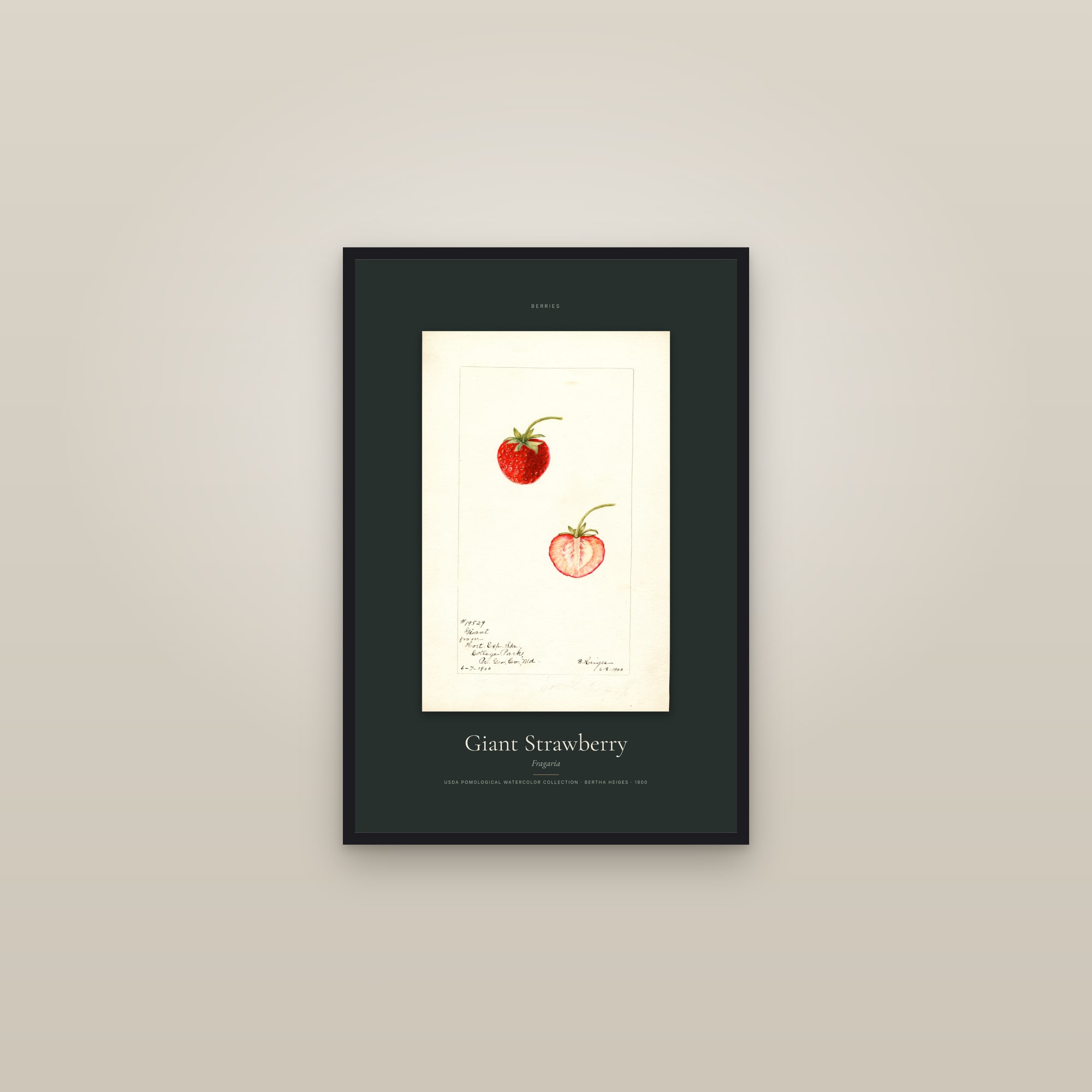 Giant Strawberry — Specimen — framed in a gallery setting