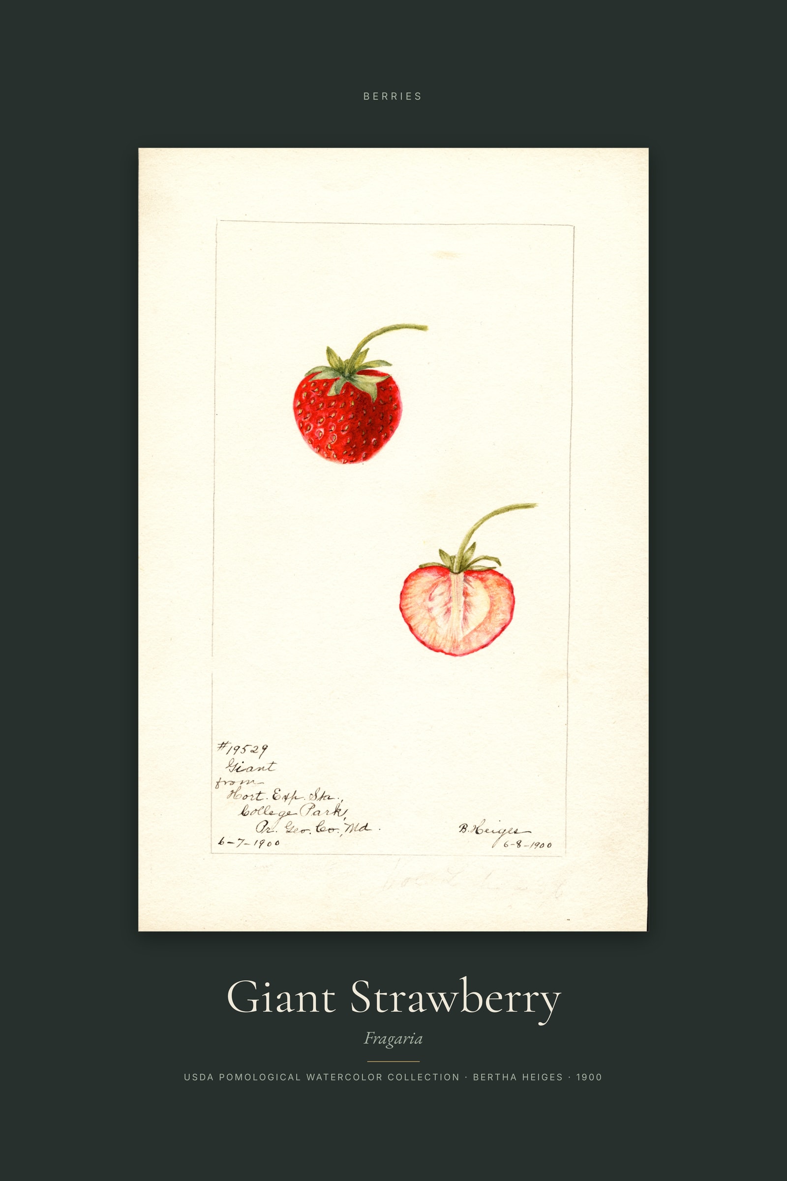 Giant Strawberry — Specimen