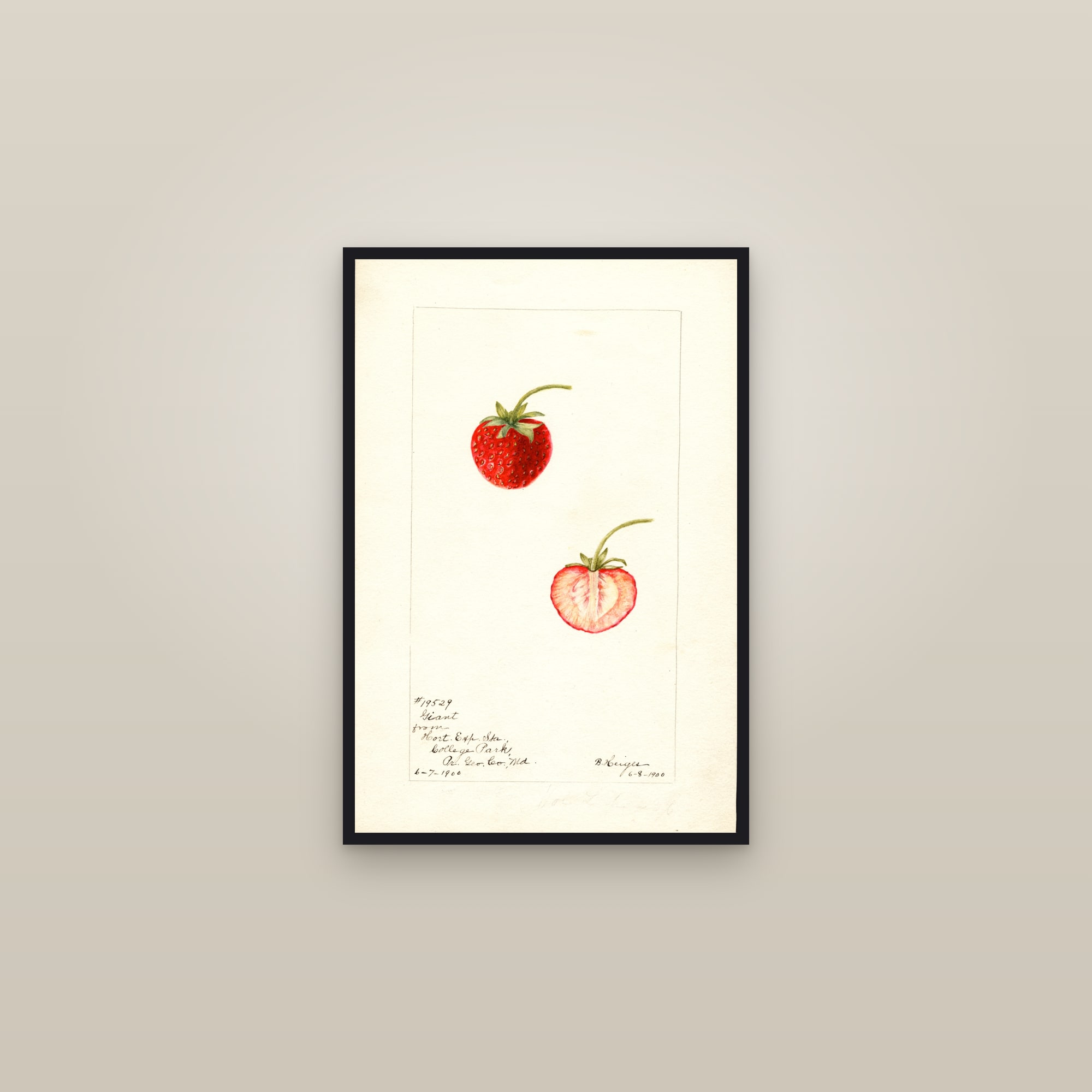 Giant Strawberry — framed in a gallery setting