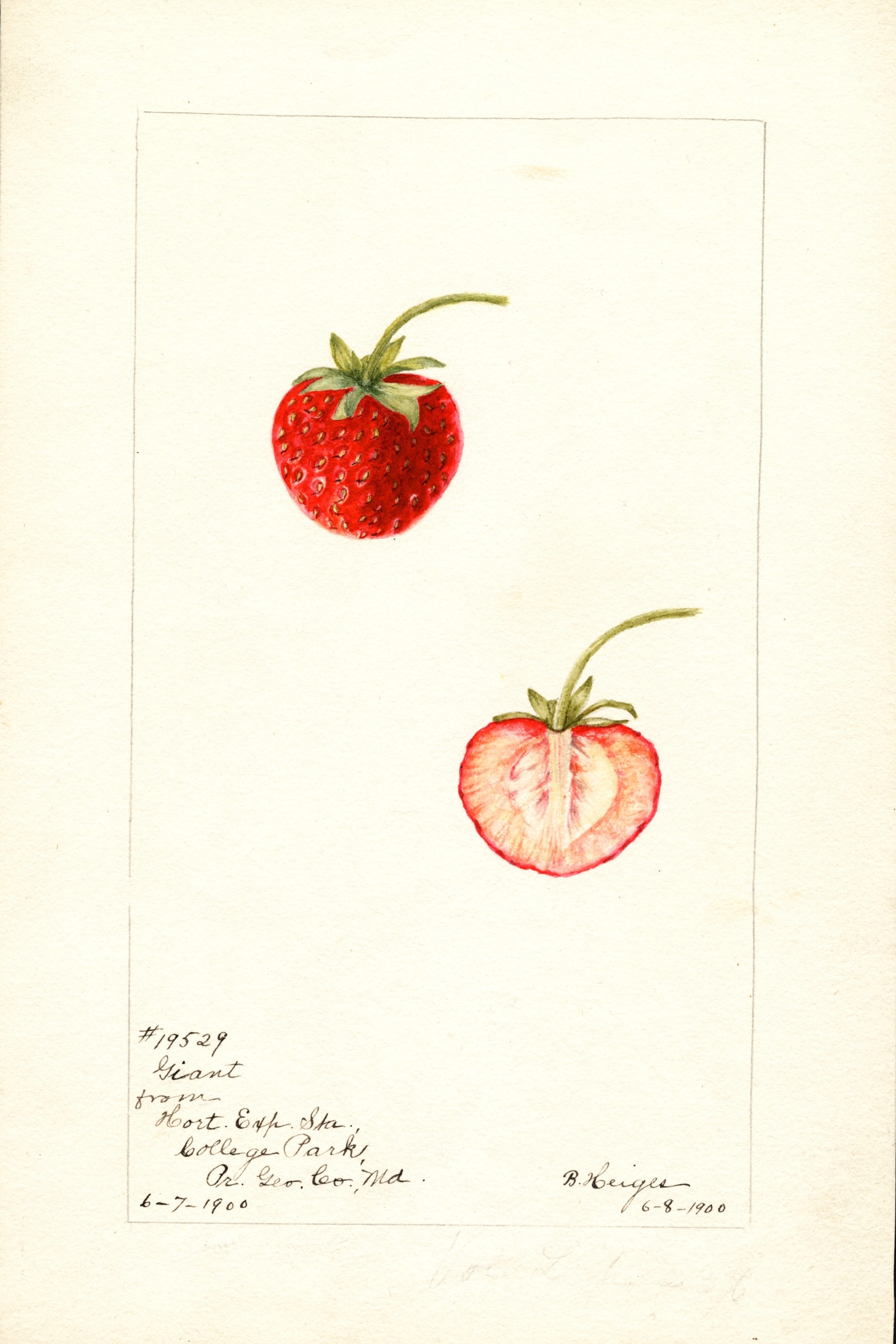 Giant Strawberry