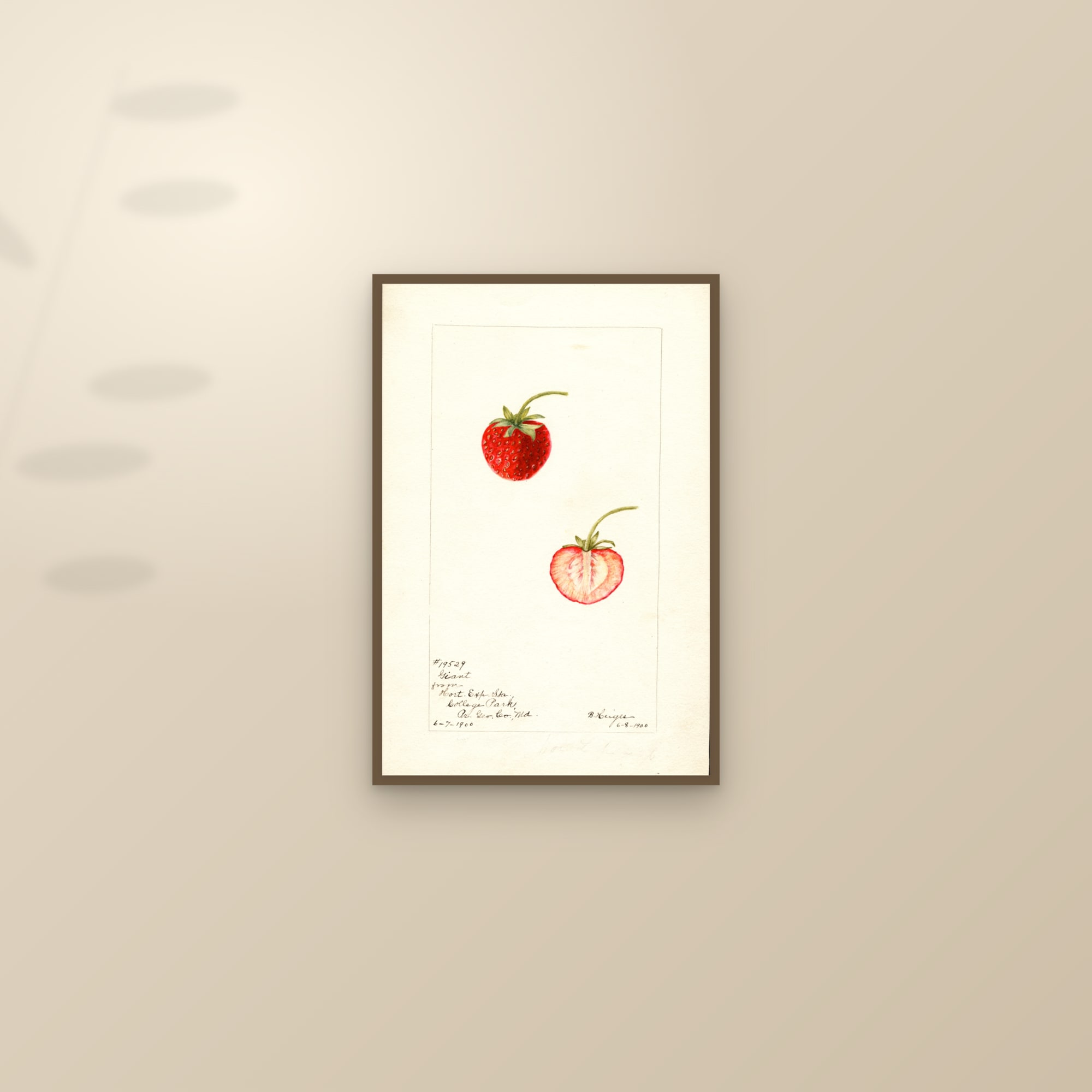 Giant Strawberry — framed and styled on a sunlit wall