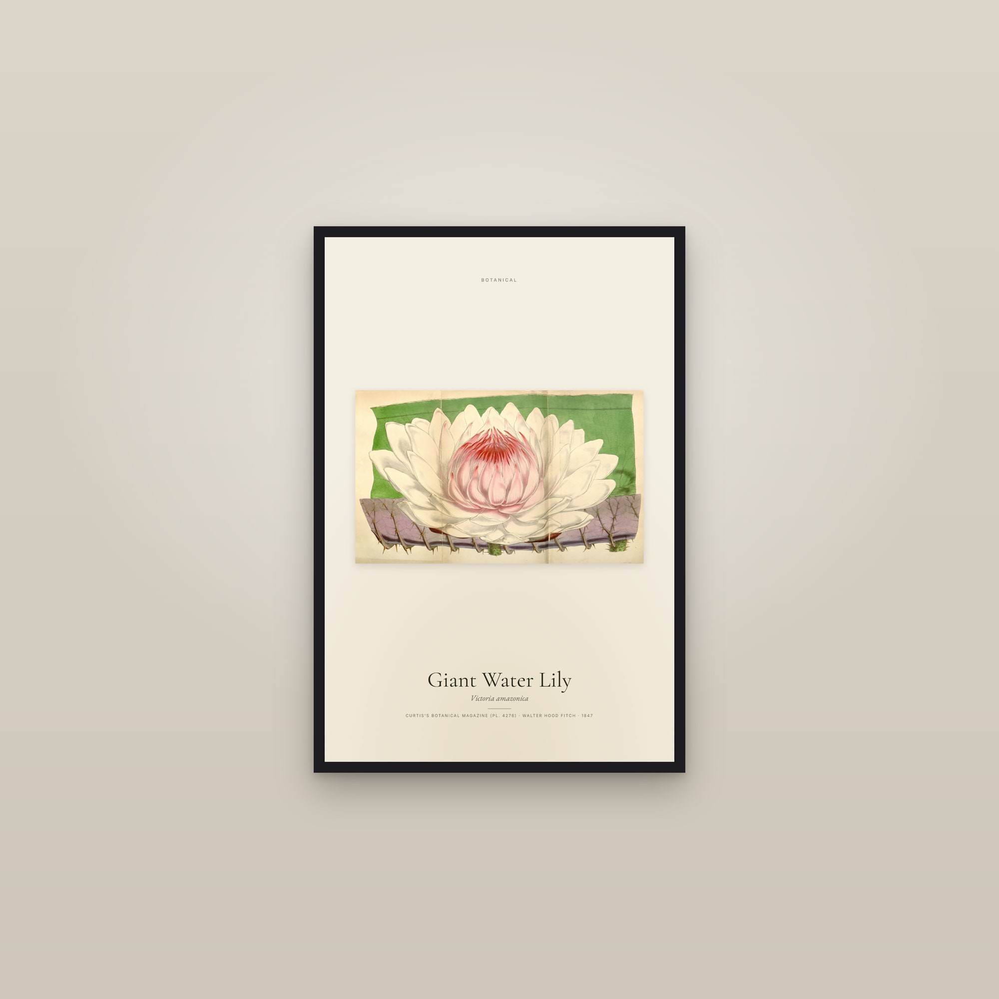 Giant Water Lily — framed in a gallery setting