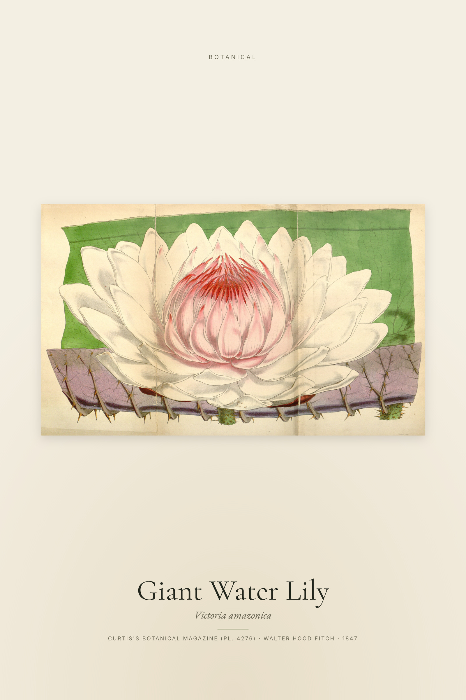 Giant Water Lily