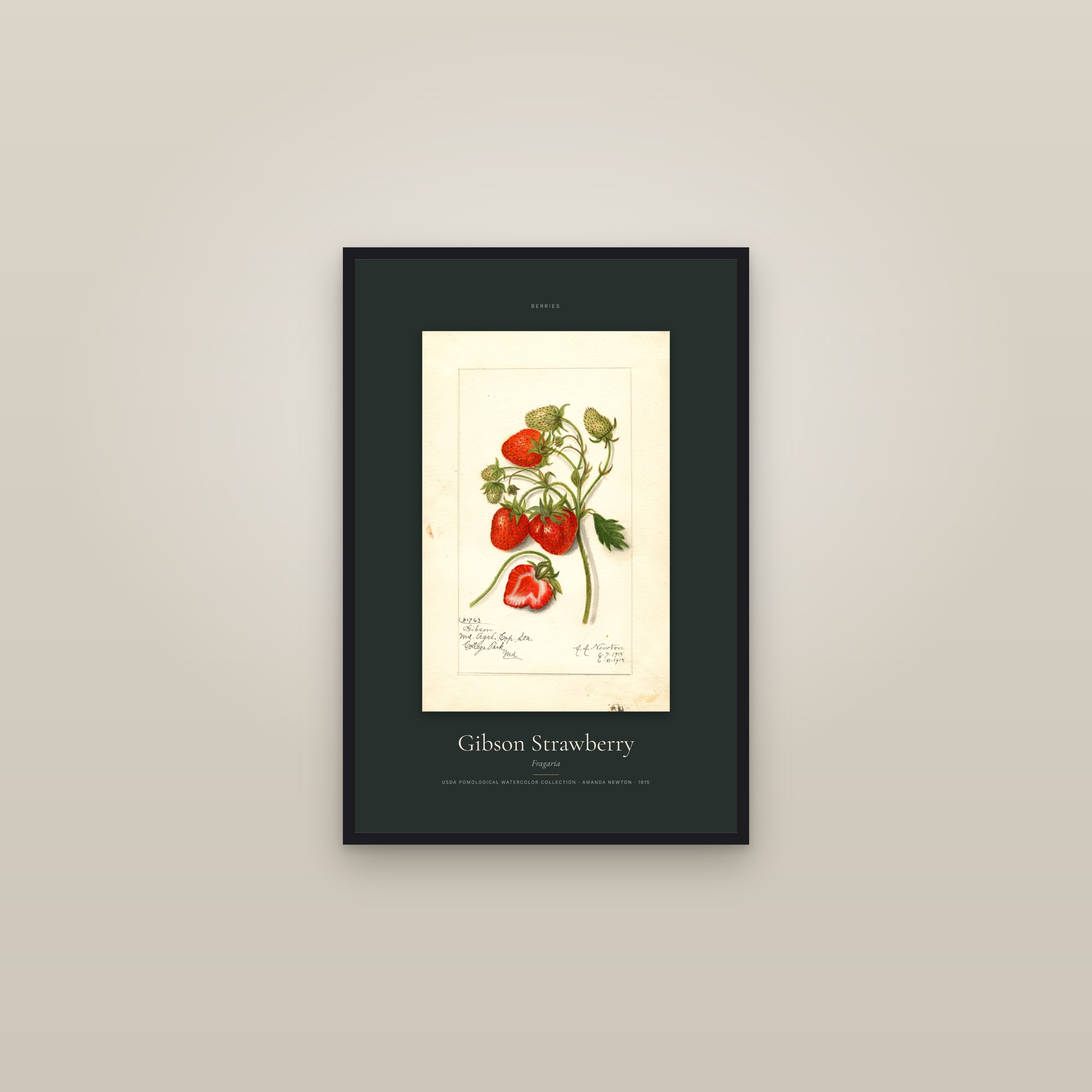 Gibson Strawberry — Specimen — framed in a gallery setting