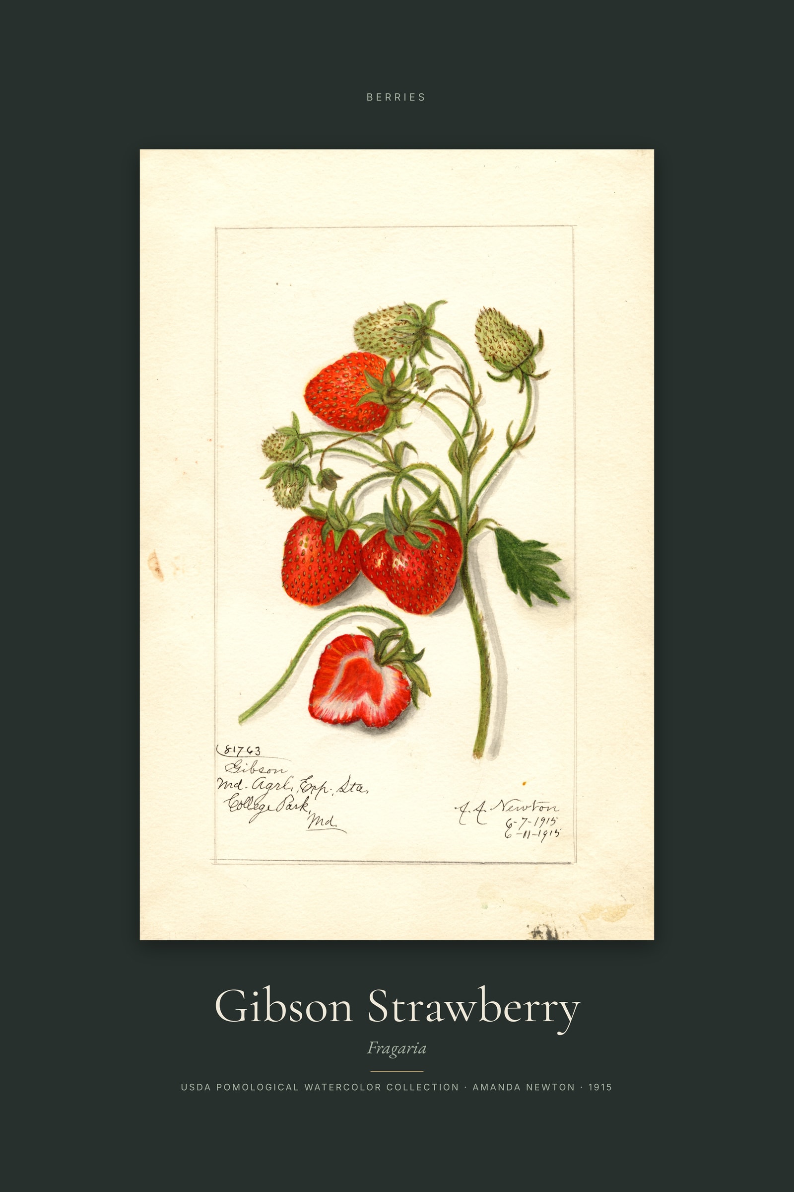 Gibson Strawberry — Specimen