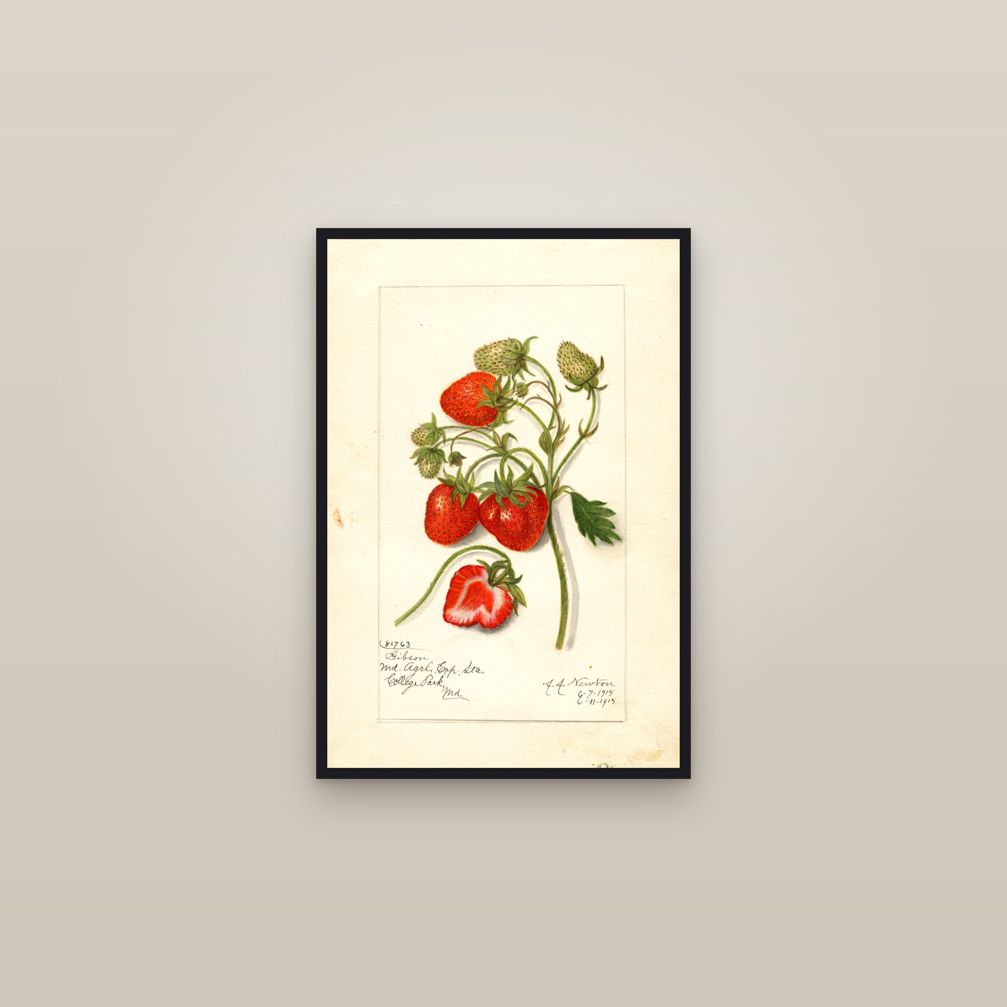 Gibson Strawberry — framed in a gallery setting