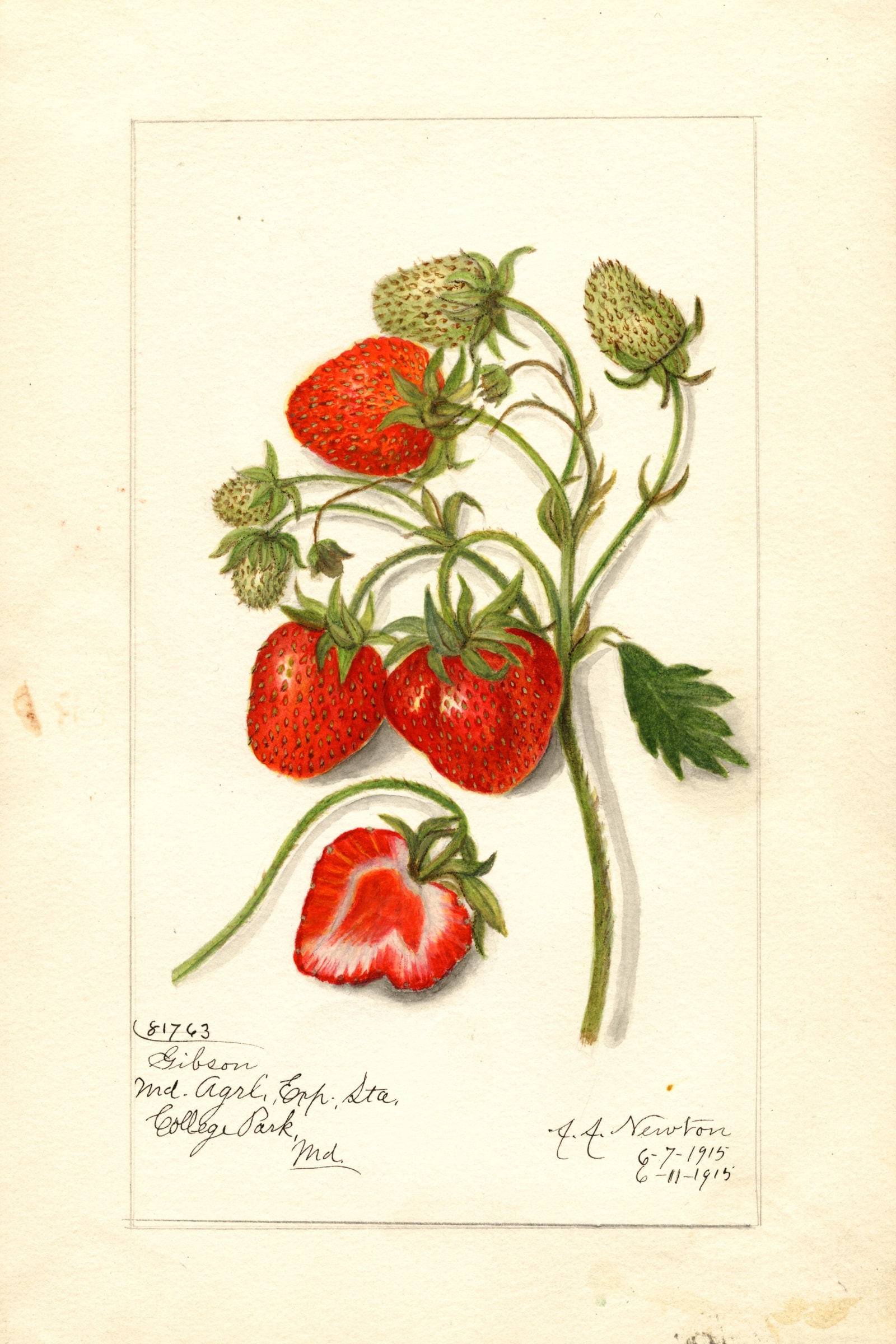 Gibson Strawberry