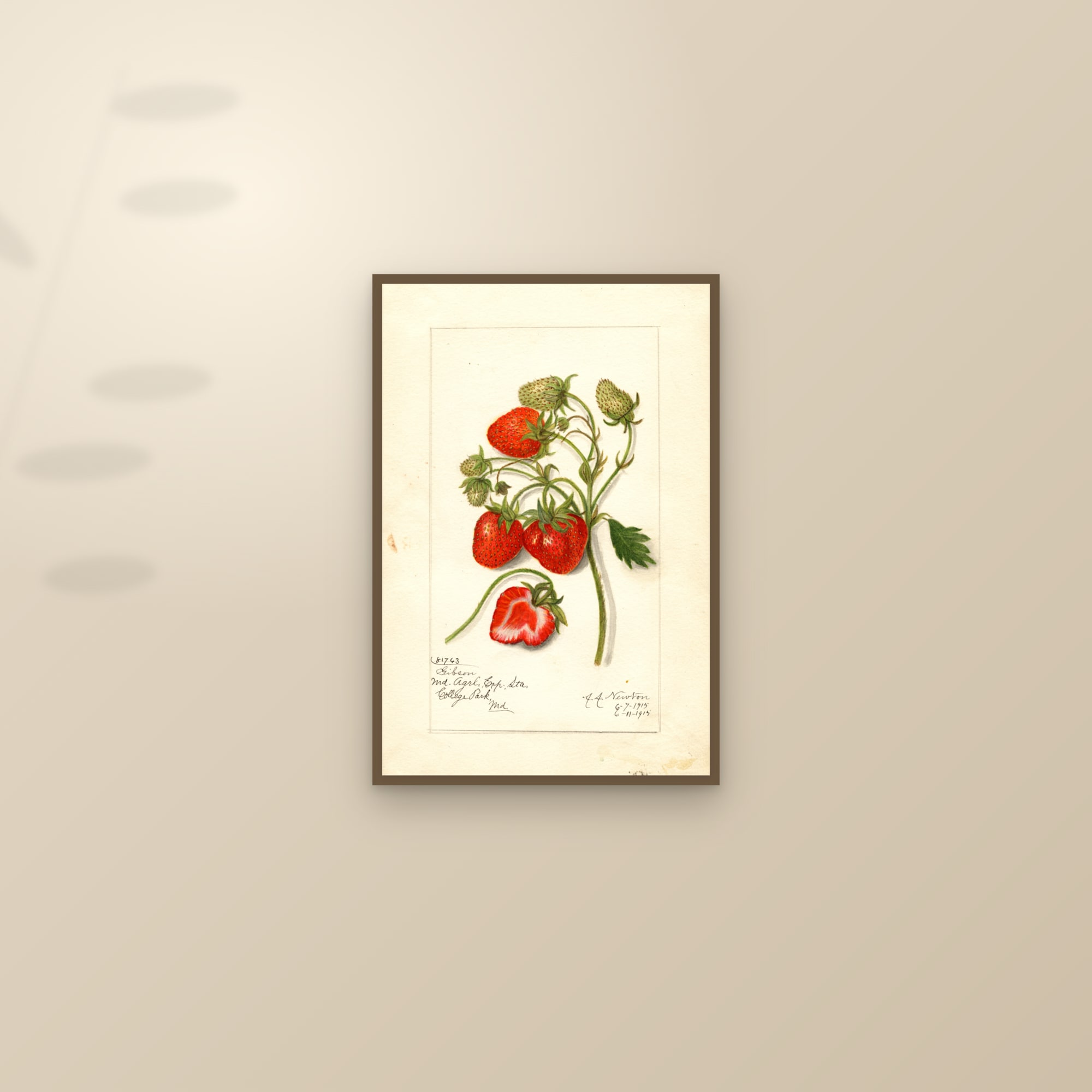 Gibson Strawberry — framed and styled on a sunlit wall