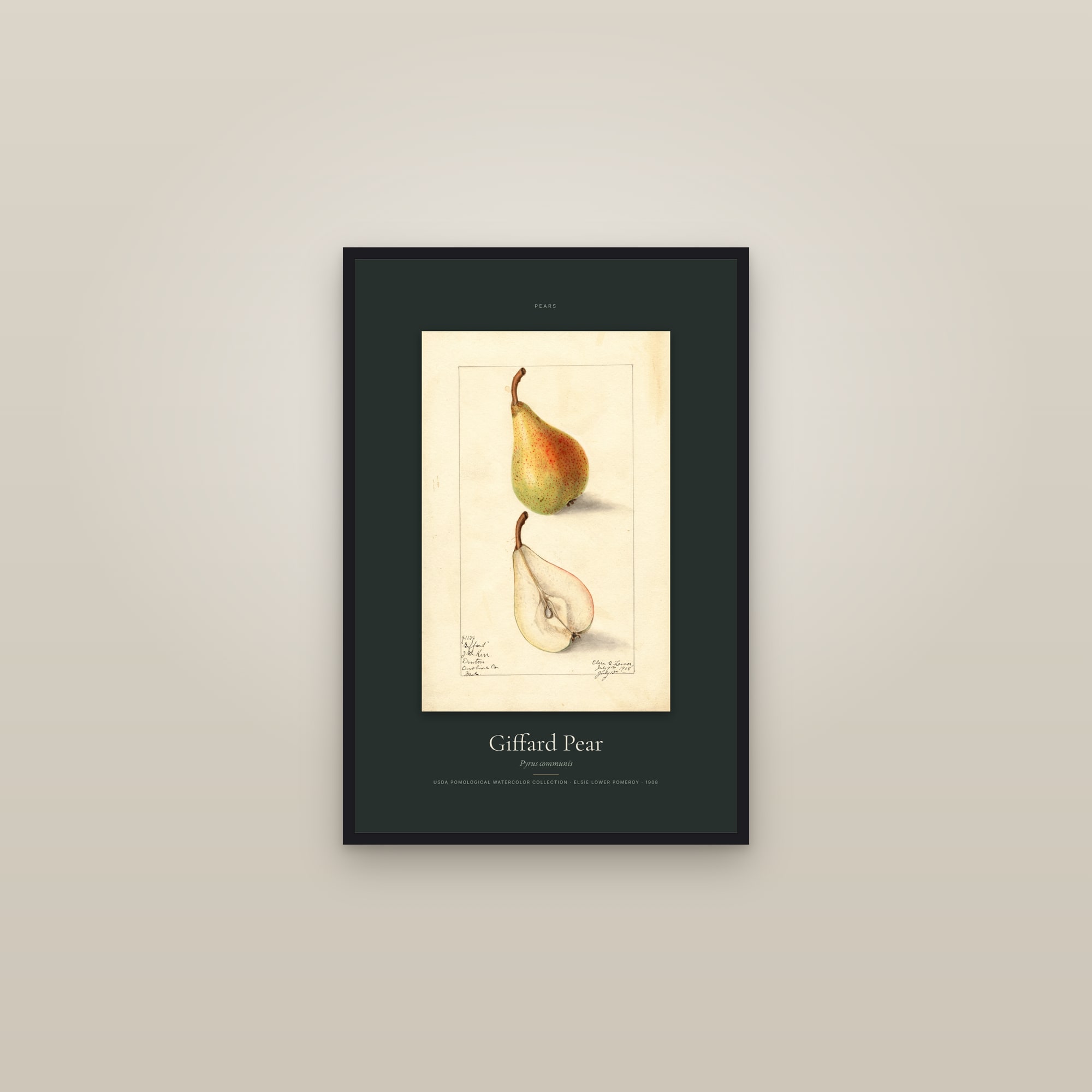 Giffard Pear — Specimen — framed in a gallery setting