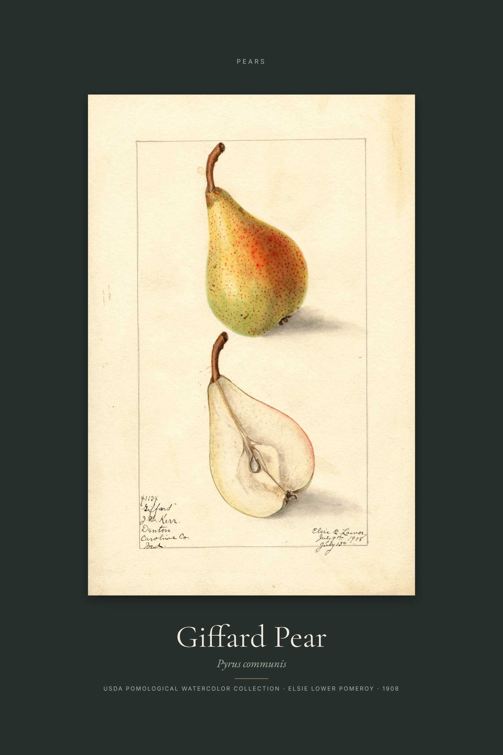 Giffard Pear — Specimen