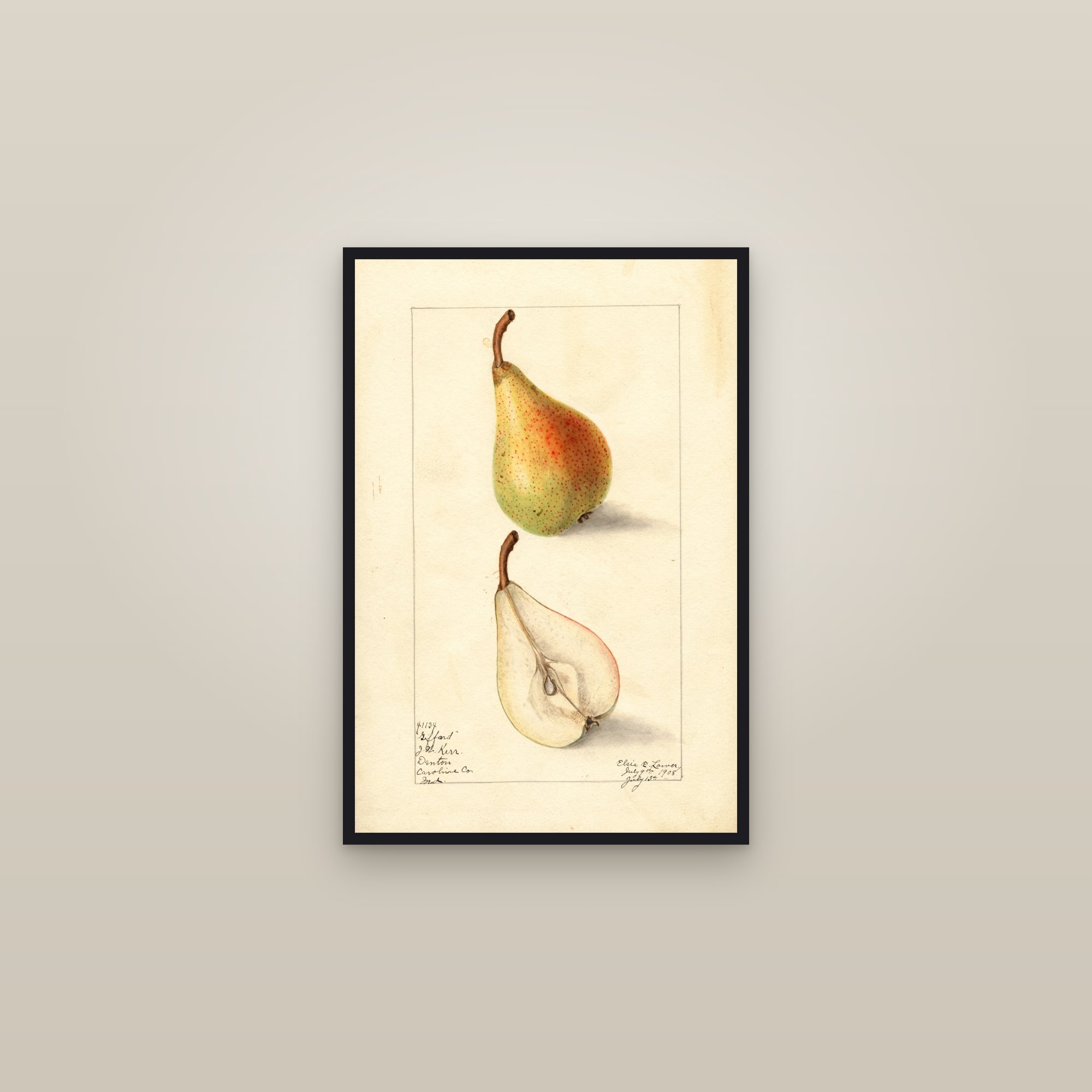 Giffard Pear — framed in a gallery setting