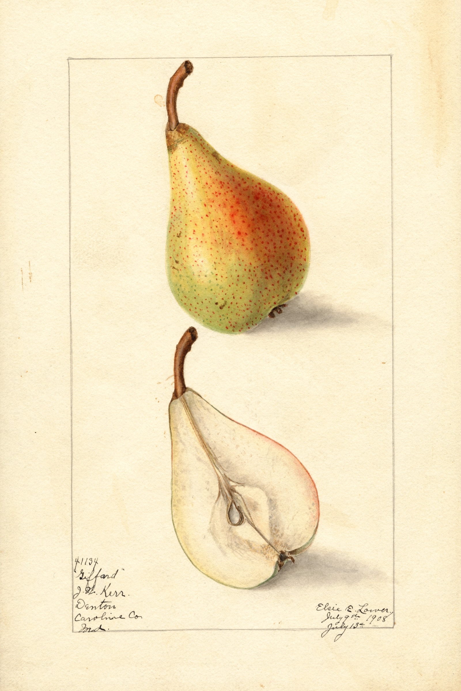 Giffard Pear