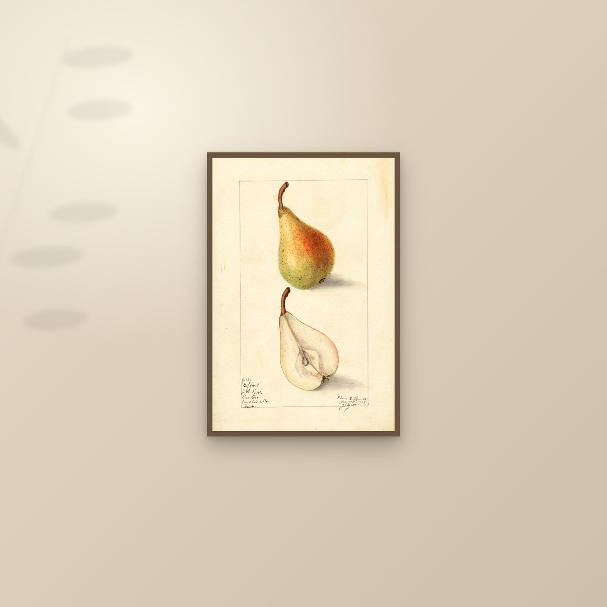 Giffard Pear — framed and styled on a sunlit wall