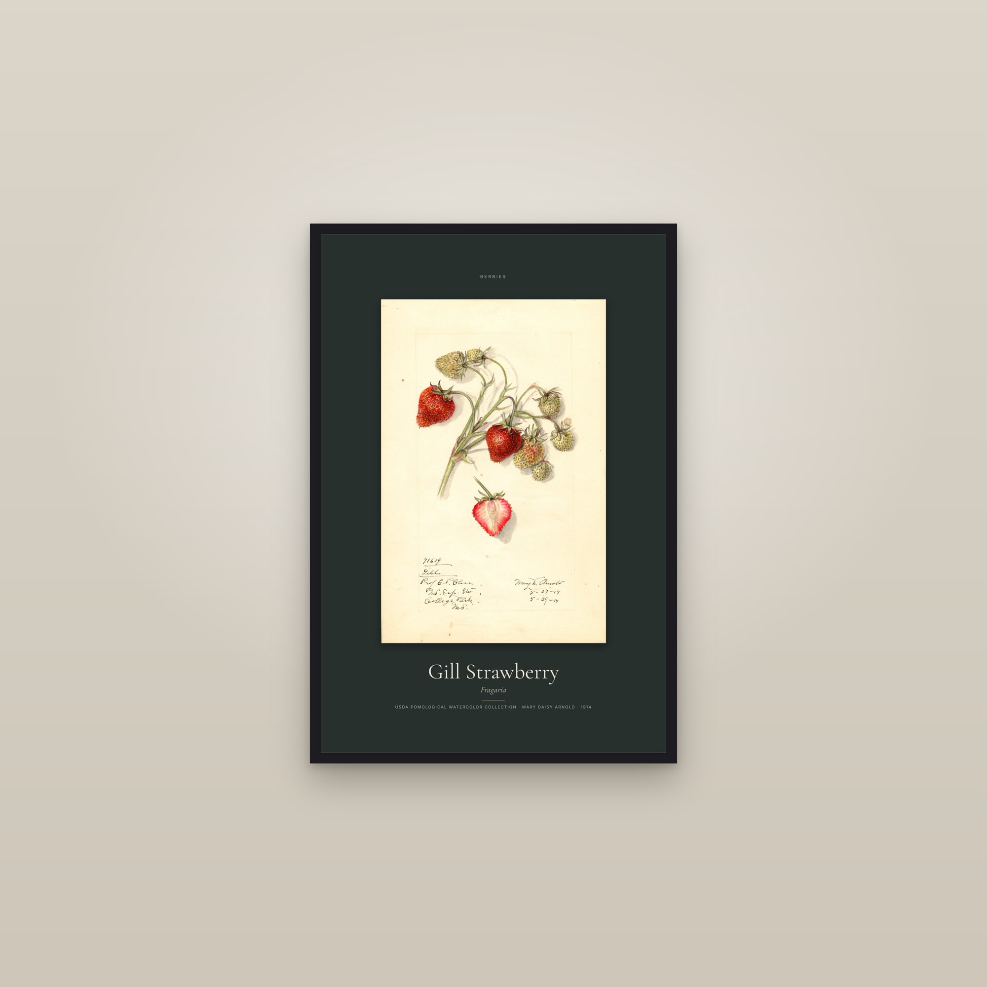 Gill Strawberry — Specimen — framed in a gallery setting