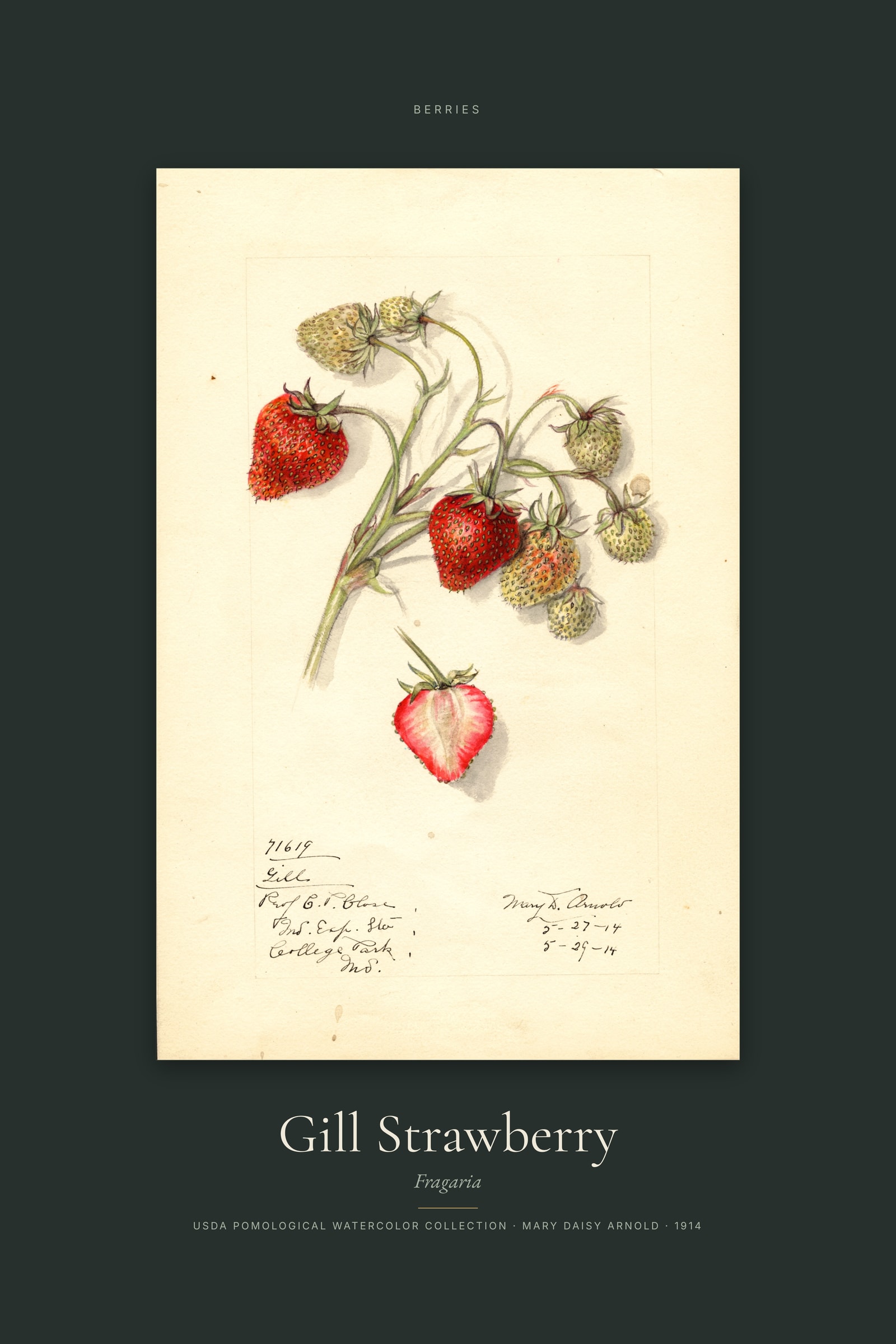 Gill Strawberry — Specimen