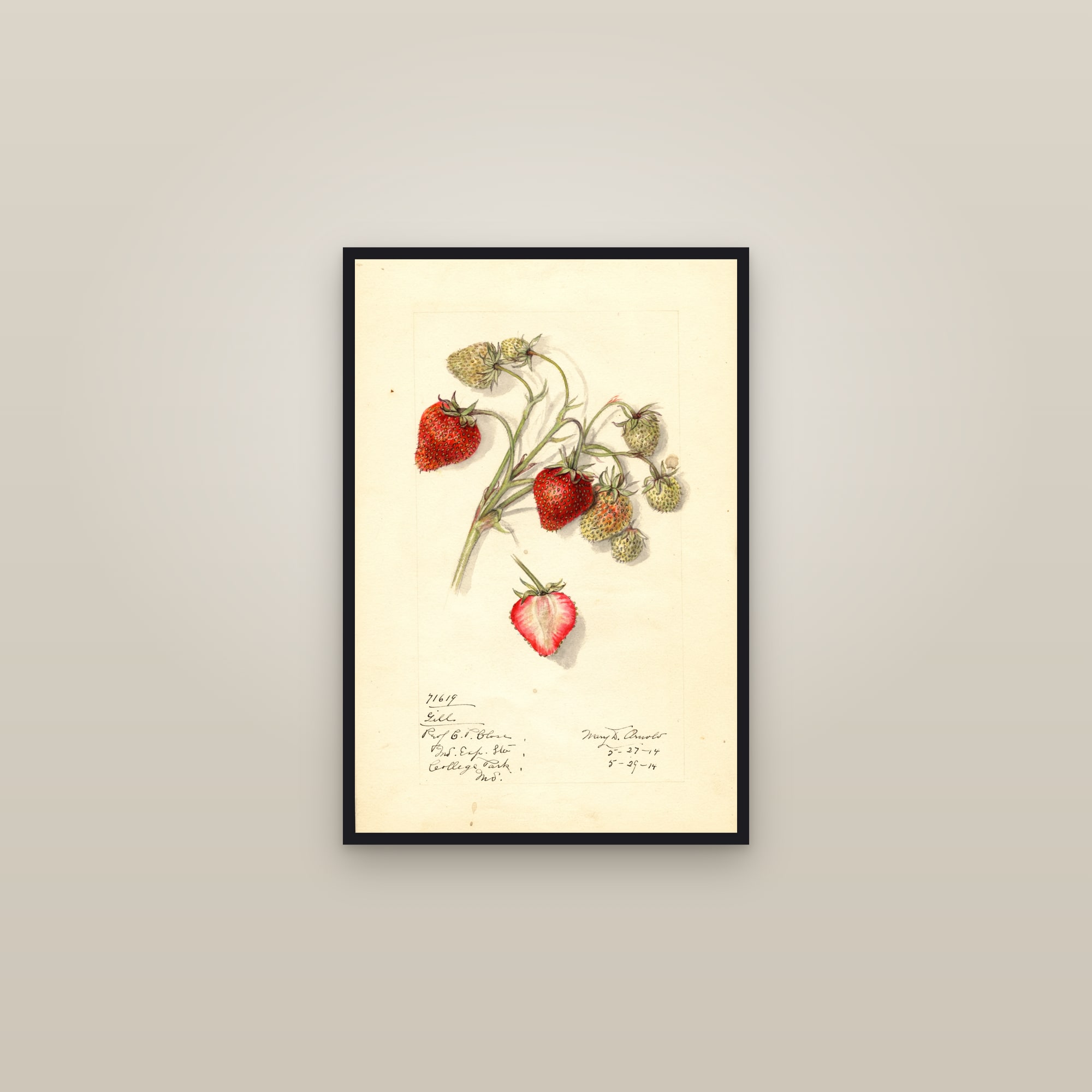 Gill Strawberry — framed in a gallery setting
