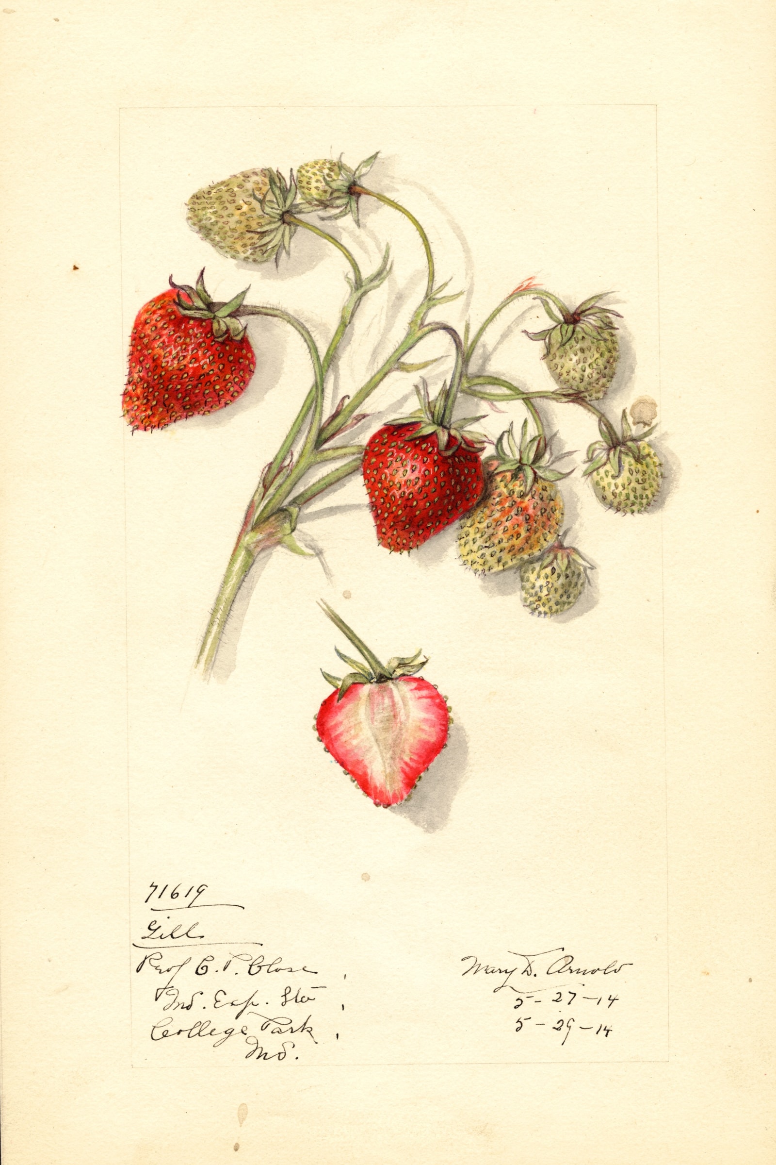 Gill Strawberry