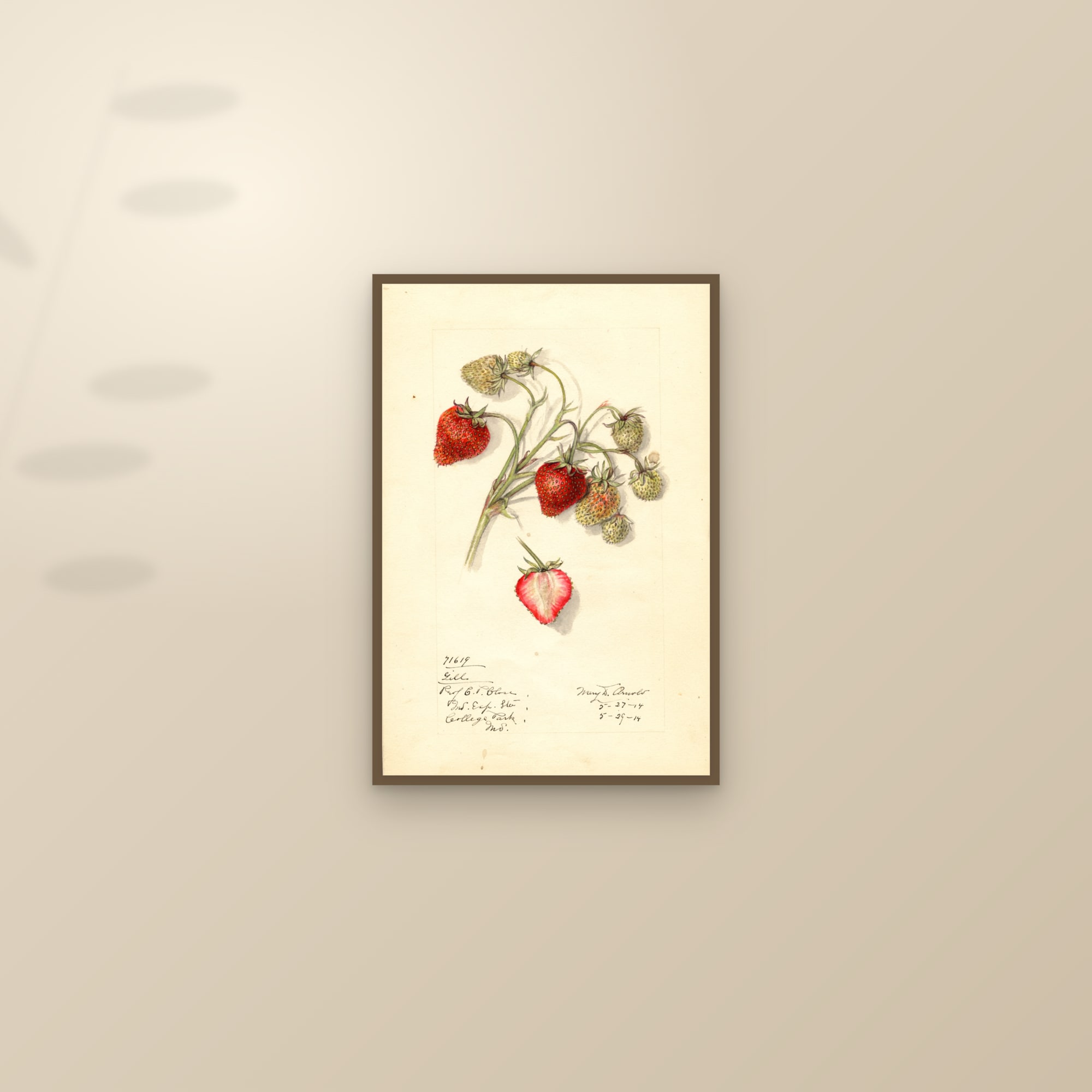 Gill Strawberry — framed and styled on a sunlit wall