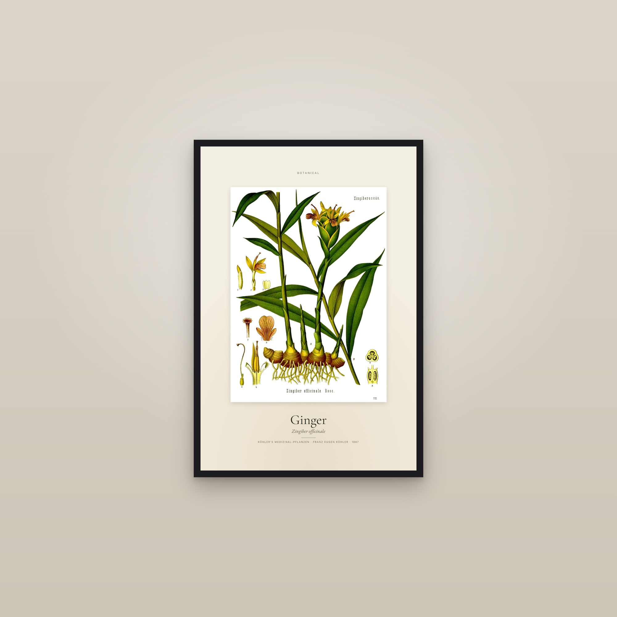 Ginger — Specimen — framed in a gallery setting