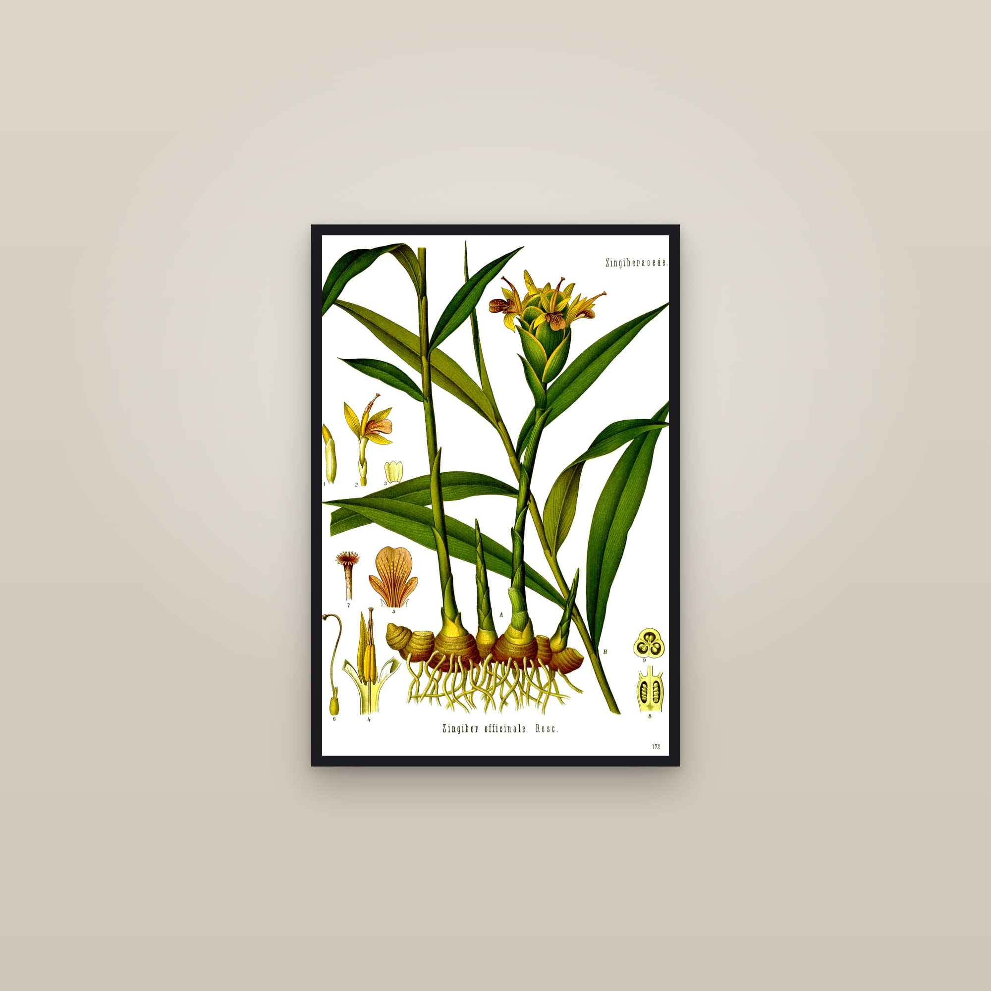 Ginger — framed in a gallery setting