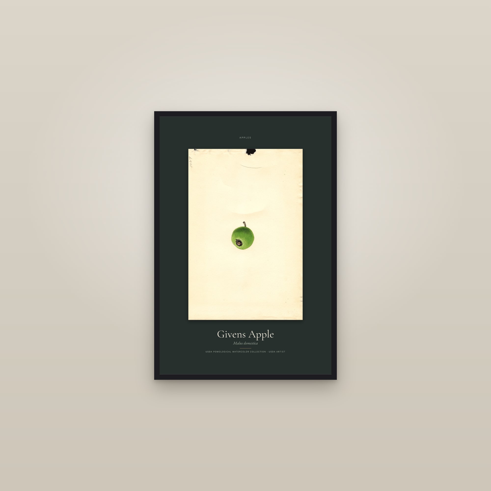 Givens Apple — Specimen — framed in a gallery setting